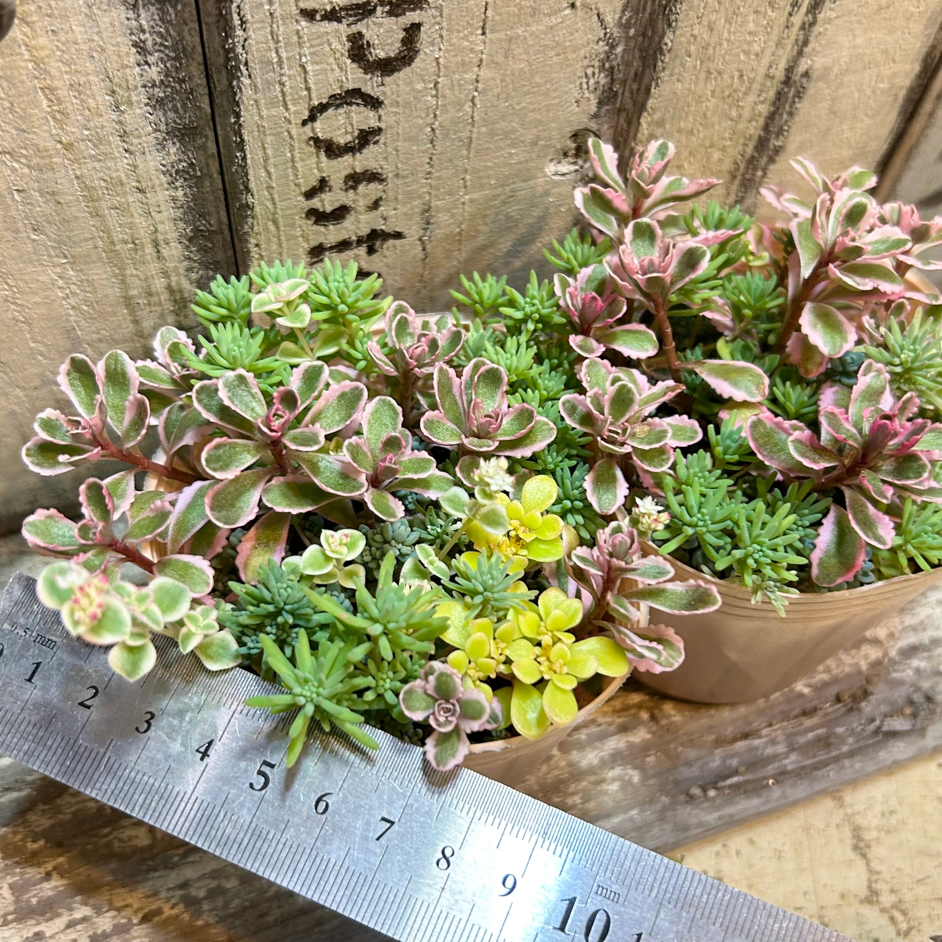 セダム寄せ植え | RuPo 多肉植物専門店