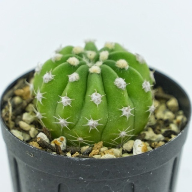 ころもけ®サボテン　刺無短毛丸