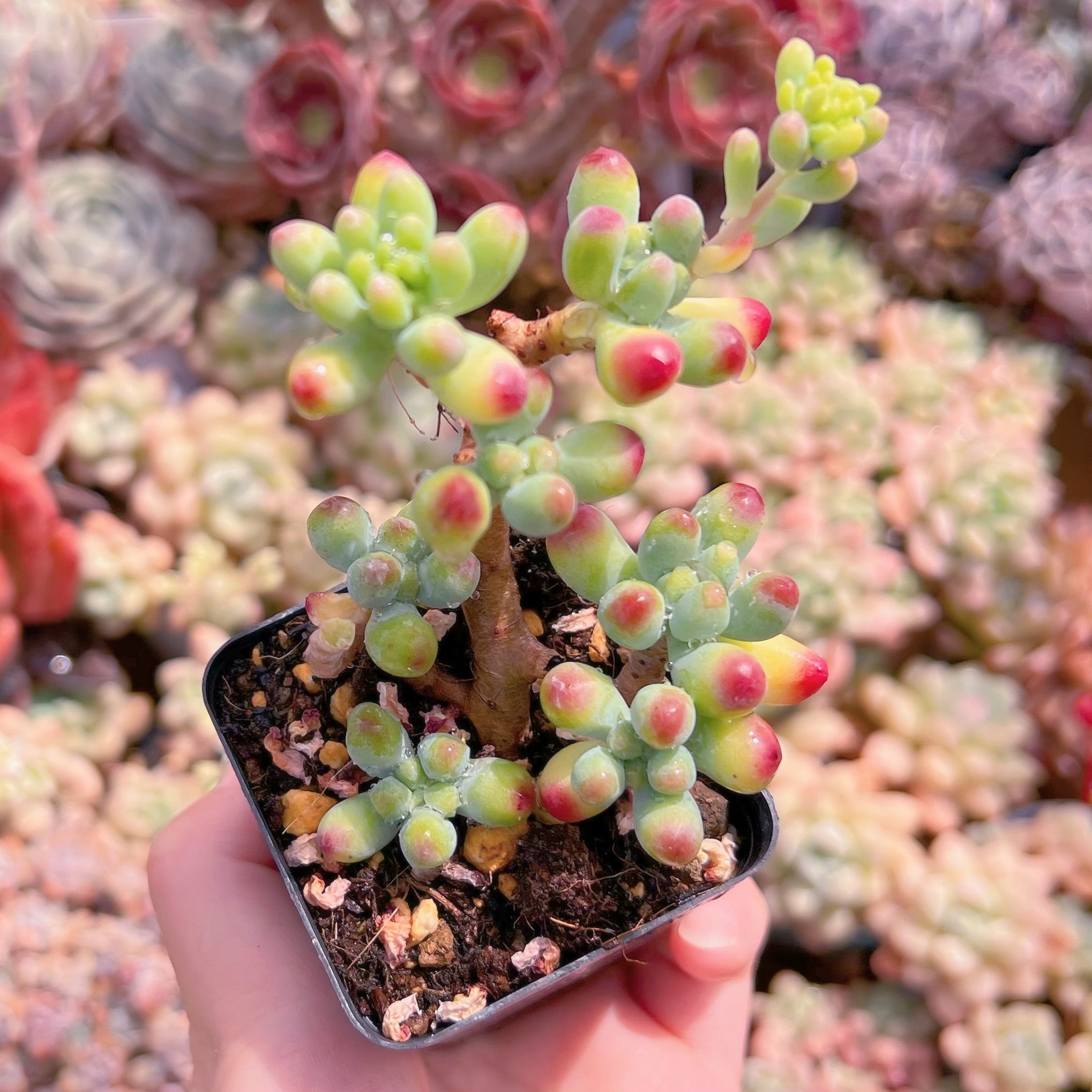 現品　ベリー果#507　残りわずか　るる農園