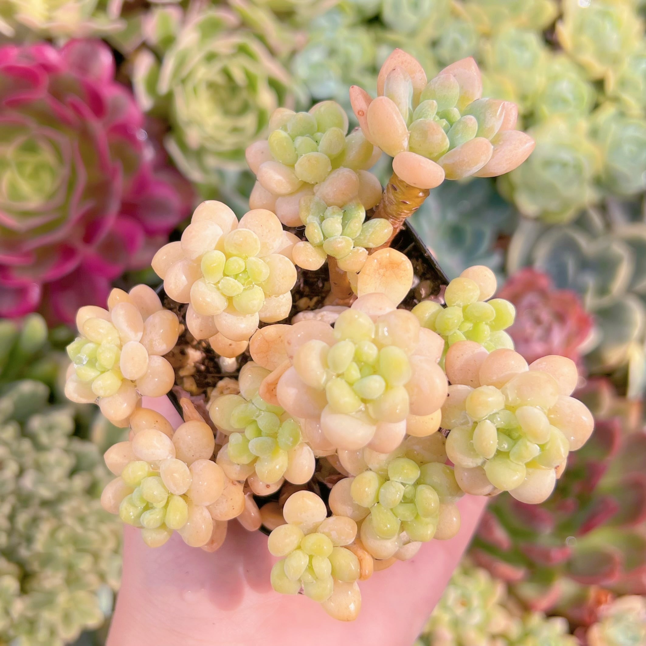 現品　ピンクパール#902　るる農園