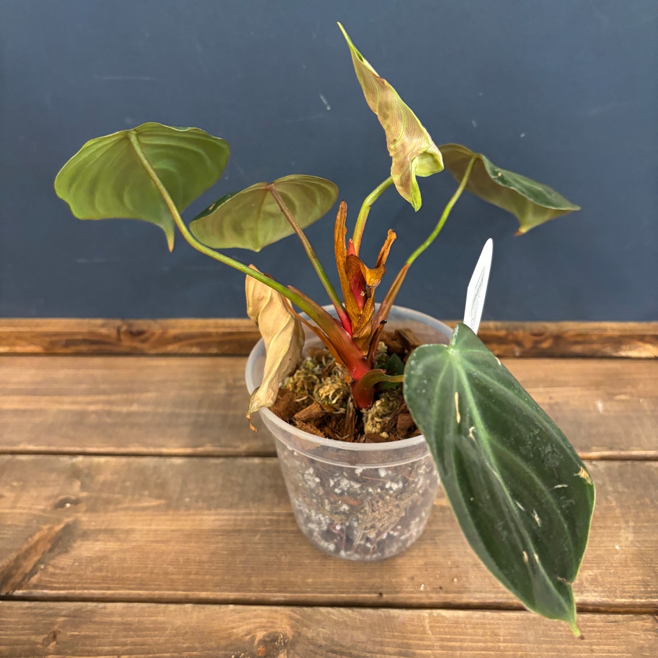 フィロデンドロン　ルビジュベナイル(エルチョコレッド)【341】