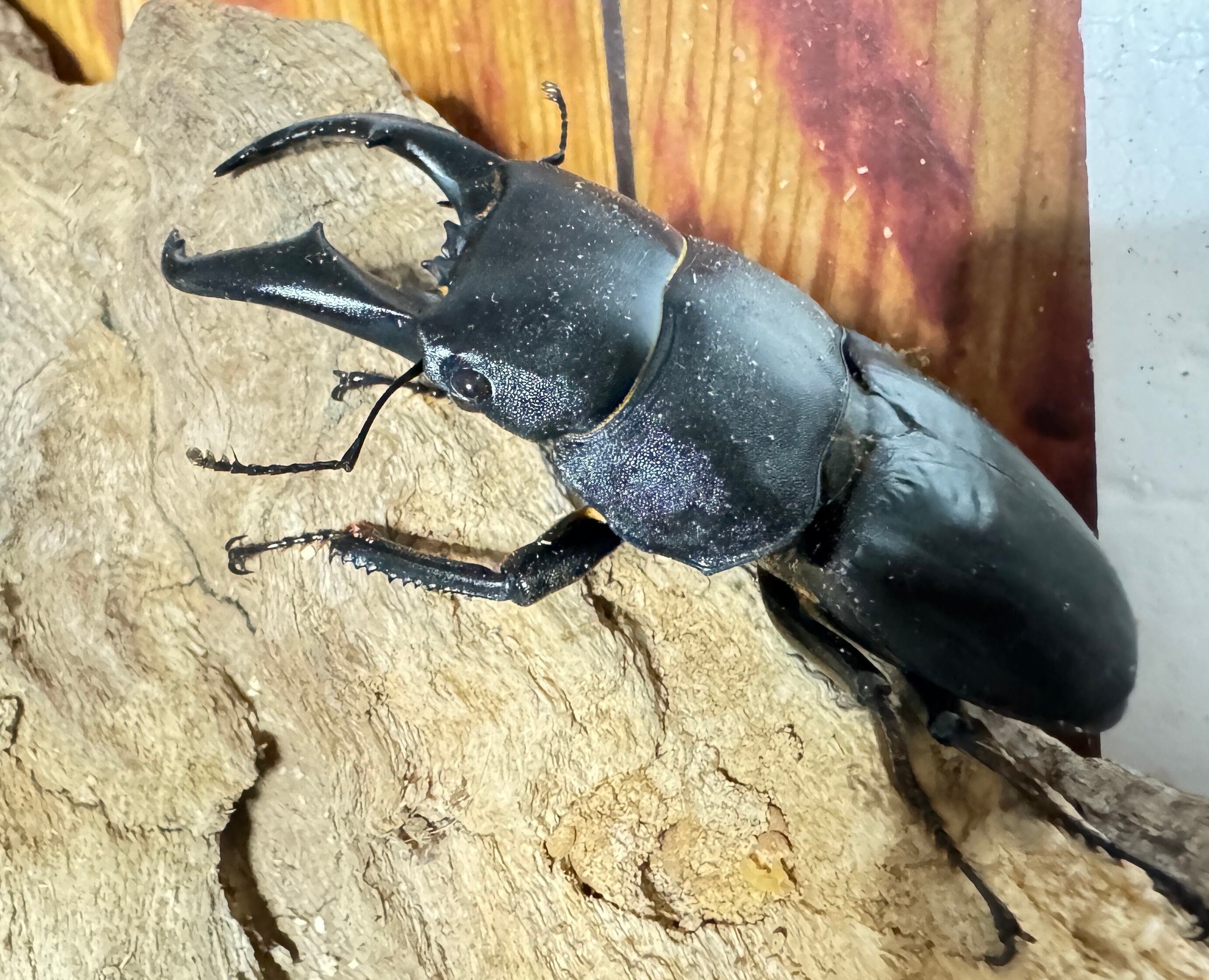 SALE【超特大】アマミヒラタクワガタ ペア 【採集禁止】WF | KUWAGATA