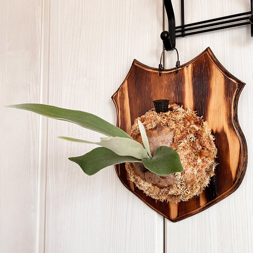 【観葉植物】ビカクシダ　ヴィーチー　※コルク壁掛け 観葉植物】ビカクシダ ヴィーチー ※コルク壁掛け