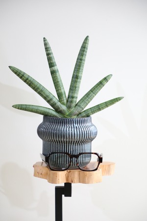 【M】サンスベリア ブラックボンセレンシス/Sanseveria Boncellensis　※陶器鉢カバー付き