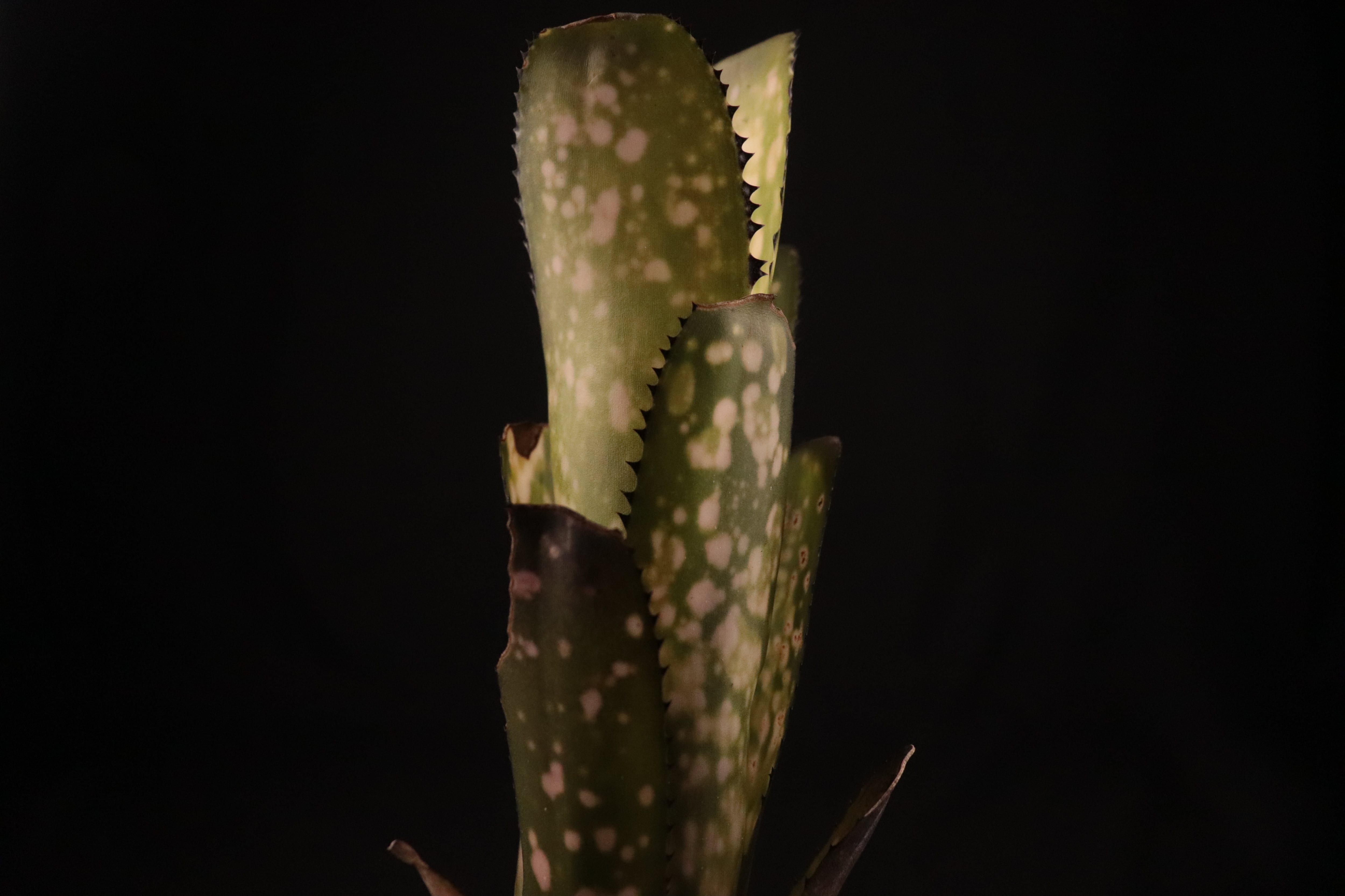 reserved】Billbergia 'Kolan Shark Bite'〔ビルベルギア〕現品発送