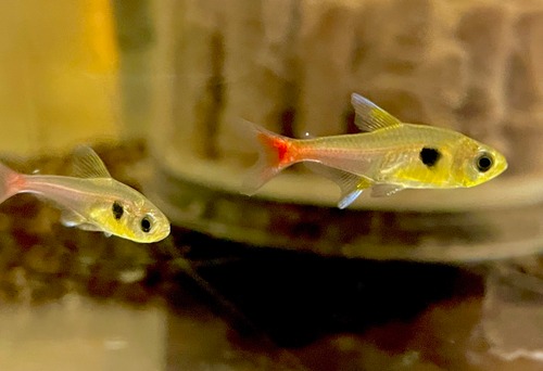 ワイルド イエローファントムテトラ スリナム マロニ河産 学名：Hyphessobrycon roseus カラシン 5匹セット