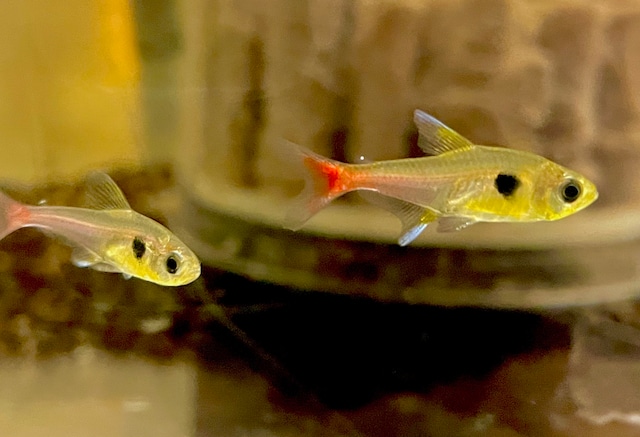 ワイルド イエローファントムテトラ スリナム マロニ河産 学名:Hyphessobrycon roseus カラシン 5匹セット