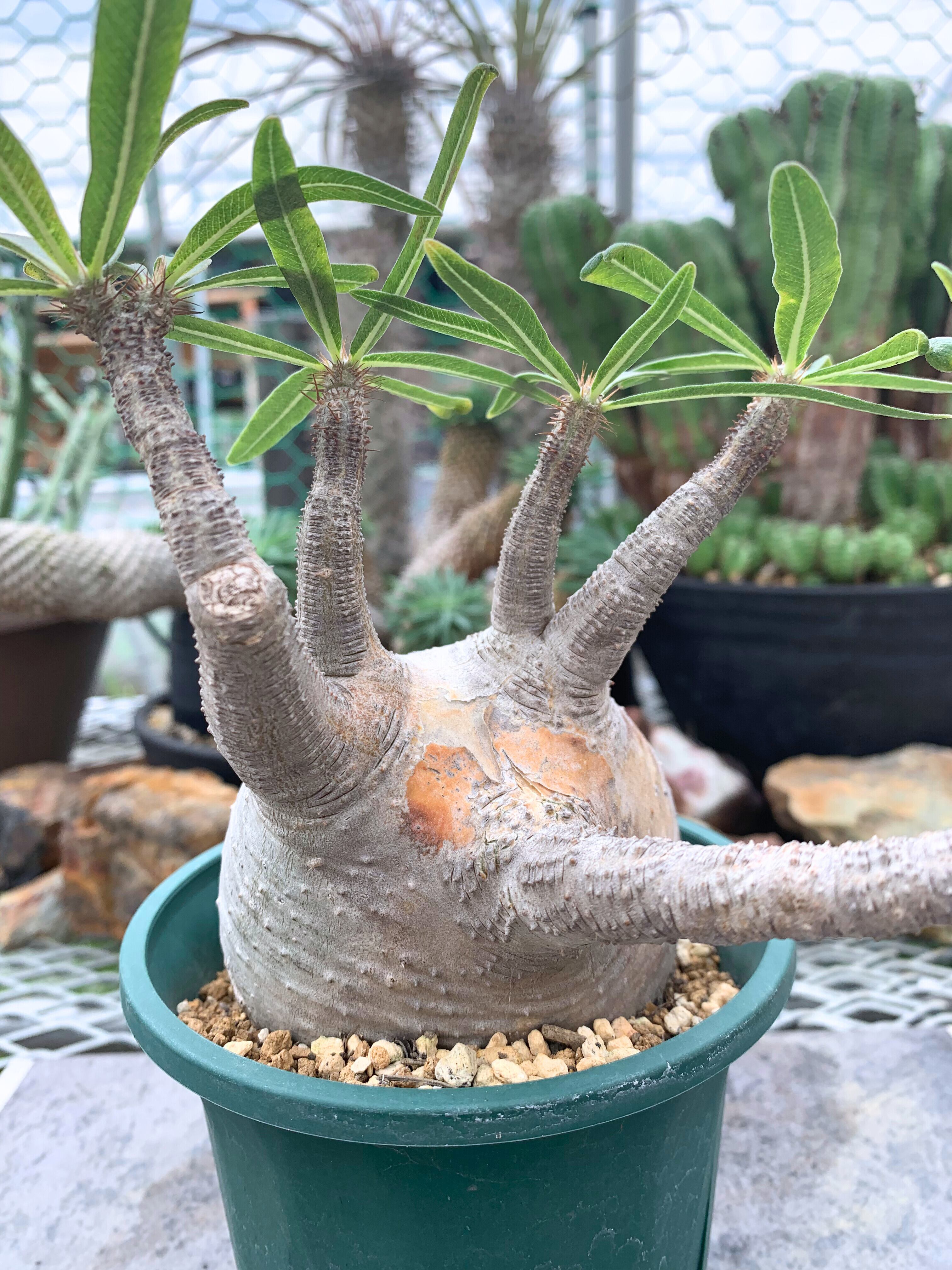 パキポディウム グラキリス P012【送料着払い】 | CACTUS330