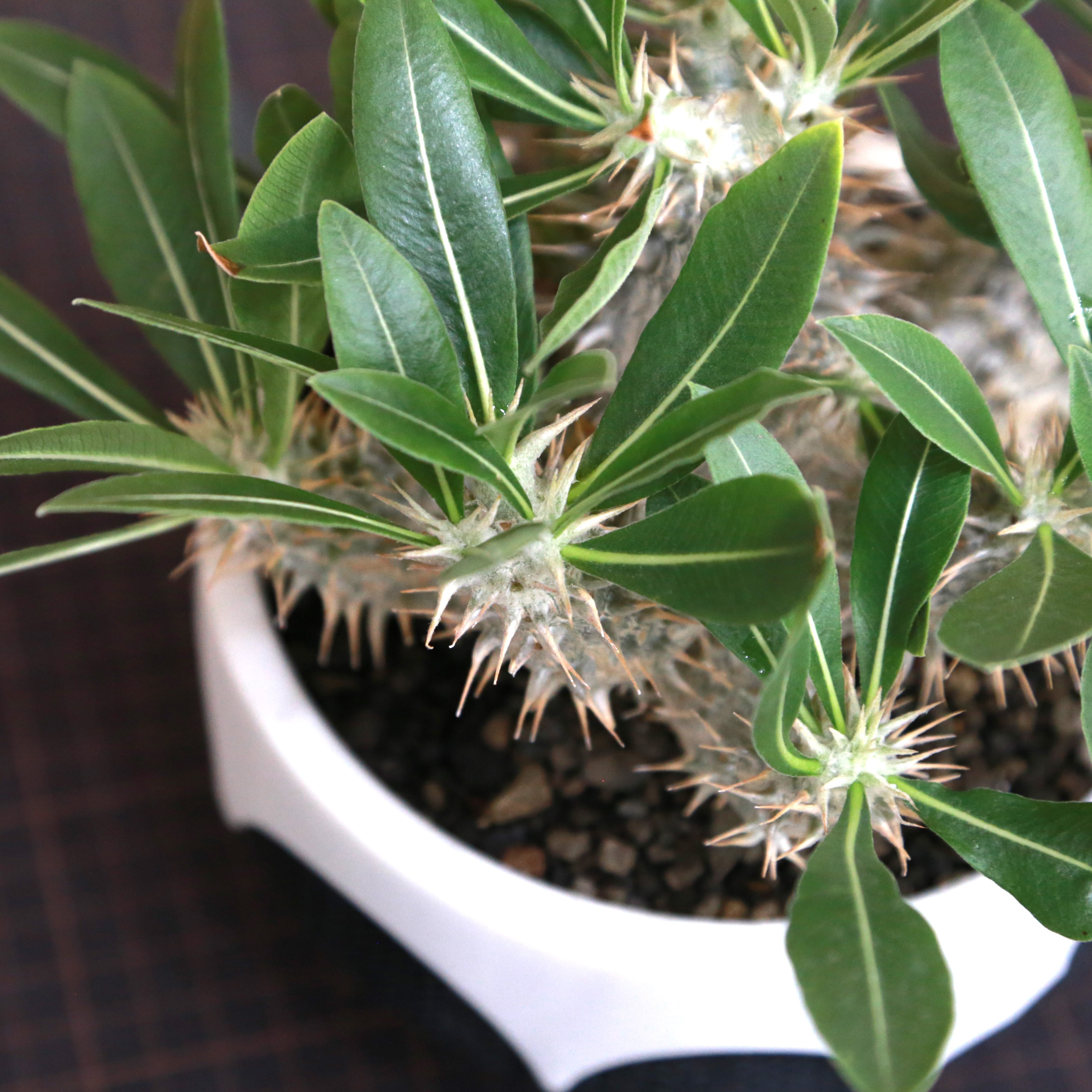 パキポディウム ロスラーツム多頭 大株 Pachypodium Rosulatum パキポディウム ロスラーツム / 実生・大株（低