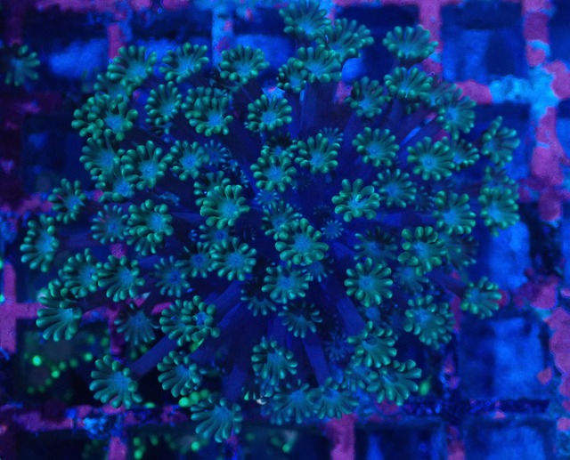 Alveopora 18