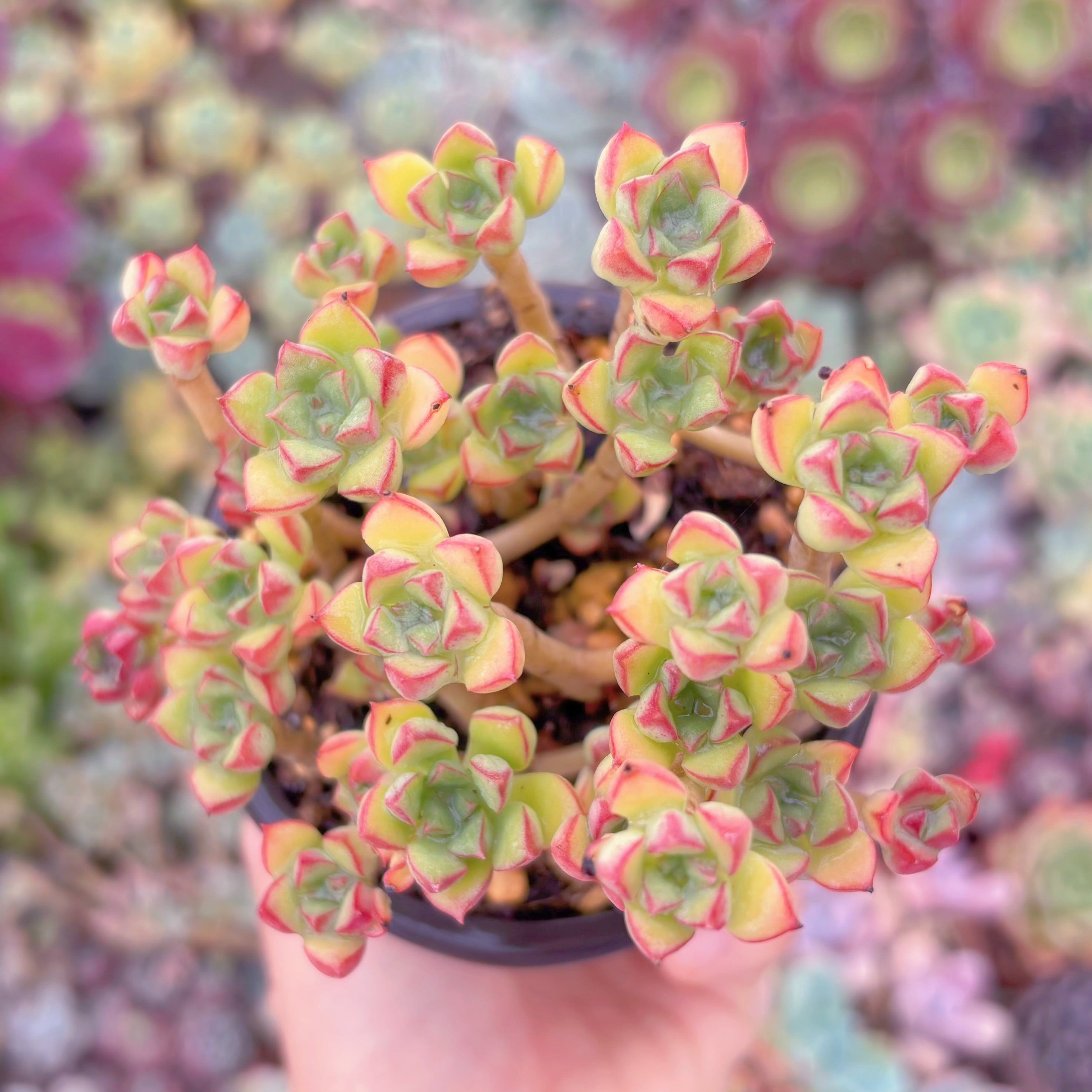 現品　Supia#585　るる農園