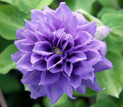 Clematis-クレマチス | gardenshop GreensBee Webショップ
