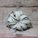 【送料無料】キセログラフィカ〔エアプランツ〕現品発送T1168