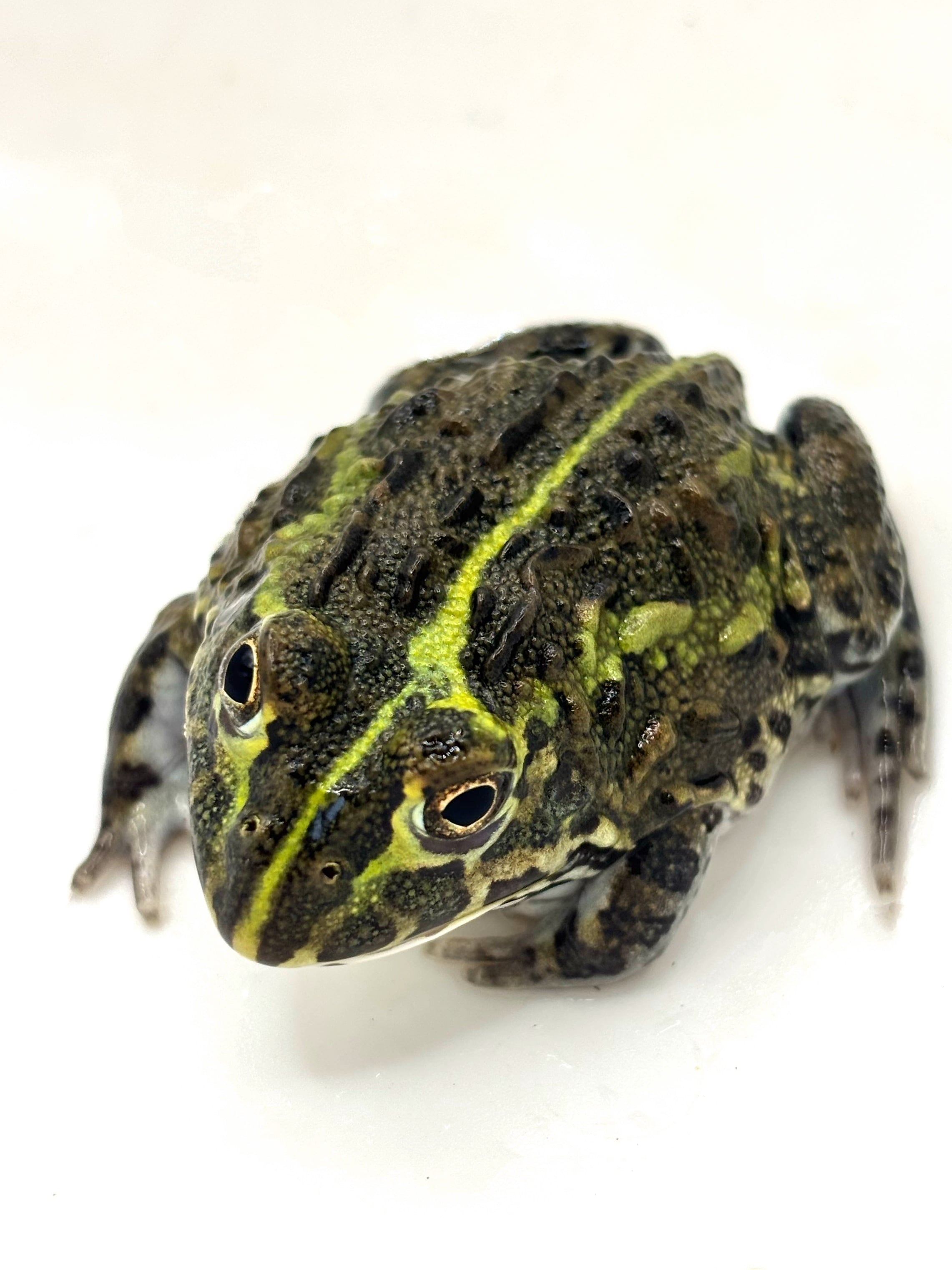 アズマヒキガエル 北海道産 1匹 | まるころ商店〜まるくてころころ