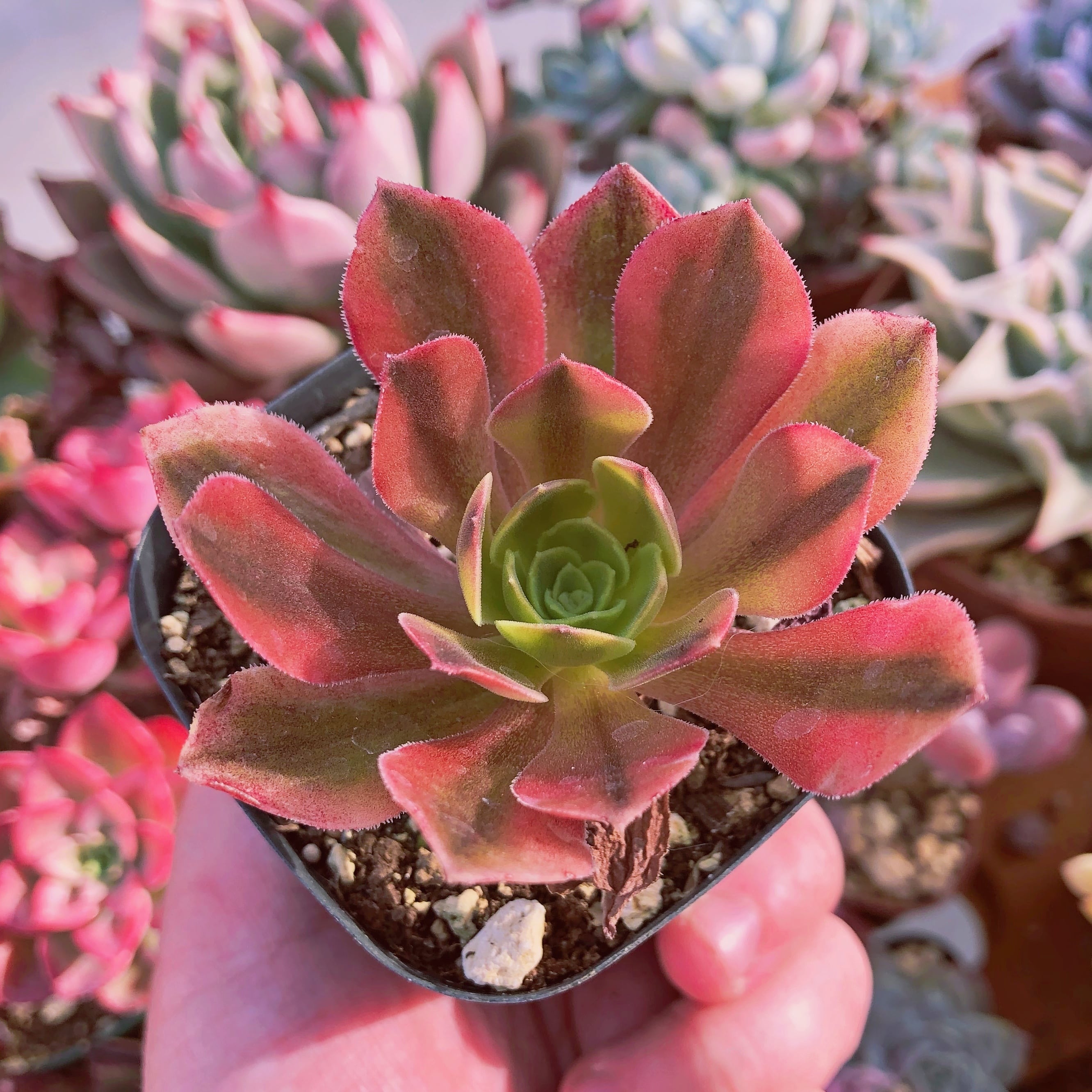 超レア　多肉植物　ビーナス