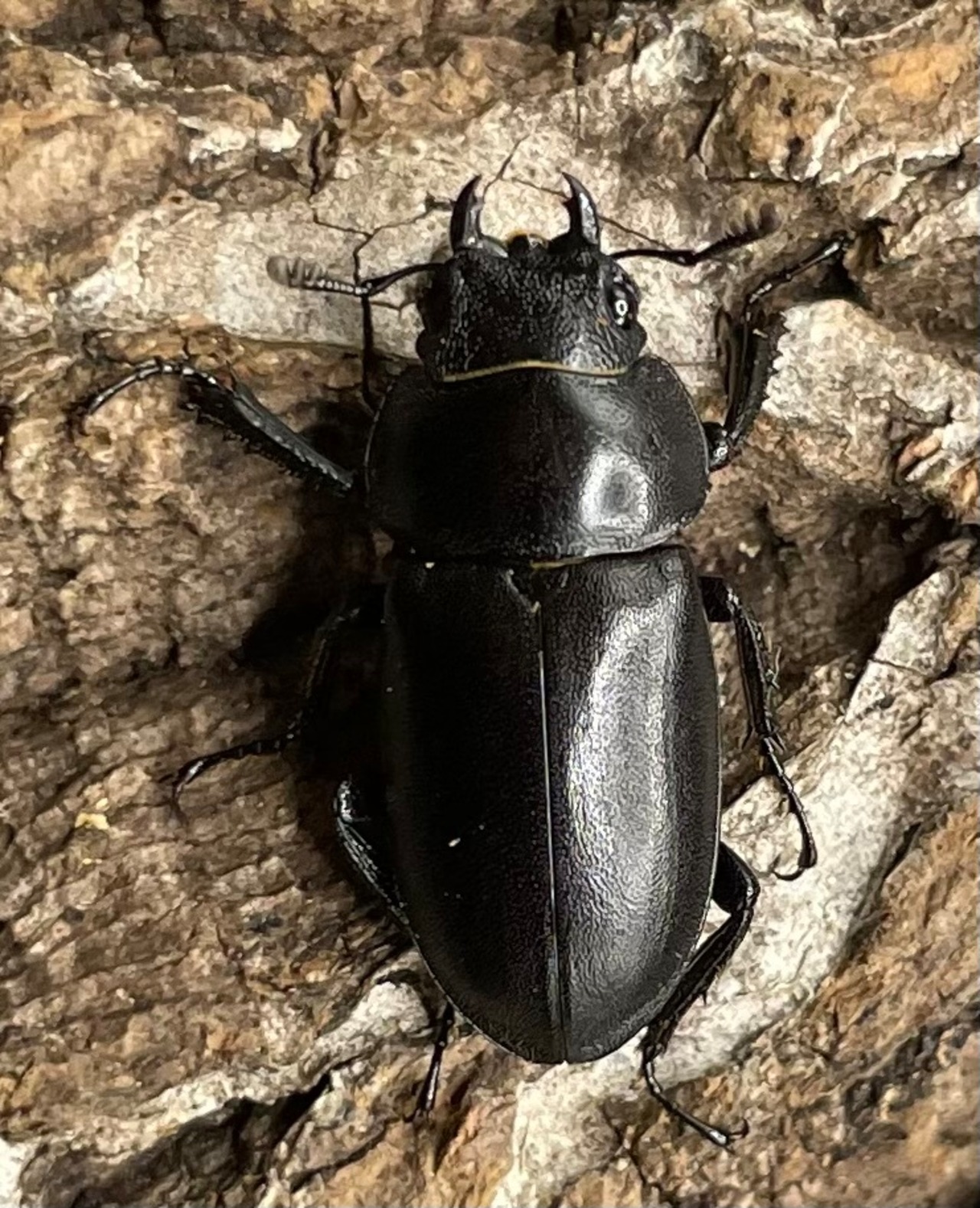 【WD】《オーエンノコギリクワガタ中国亜種melli 33.5mm ペア》