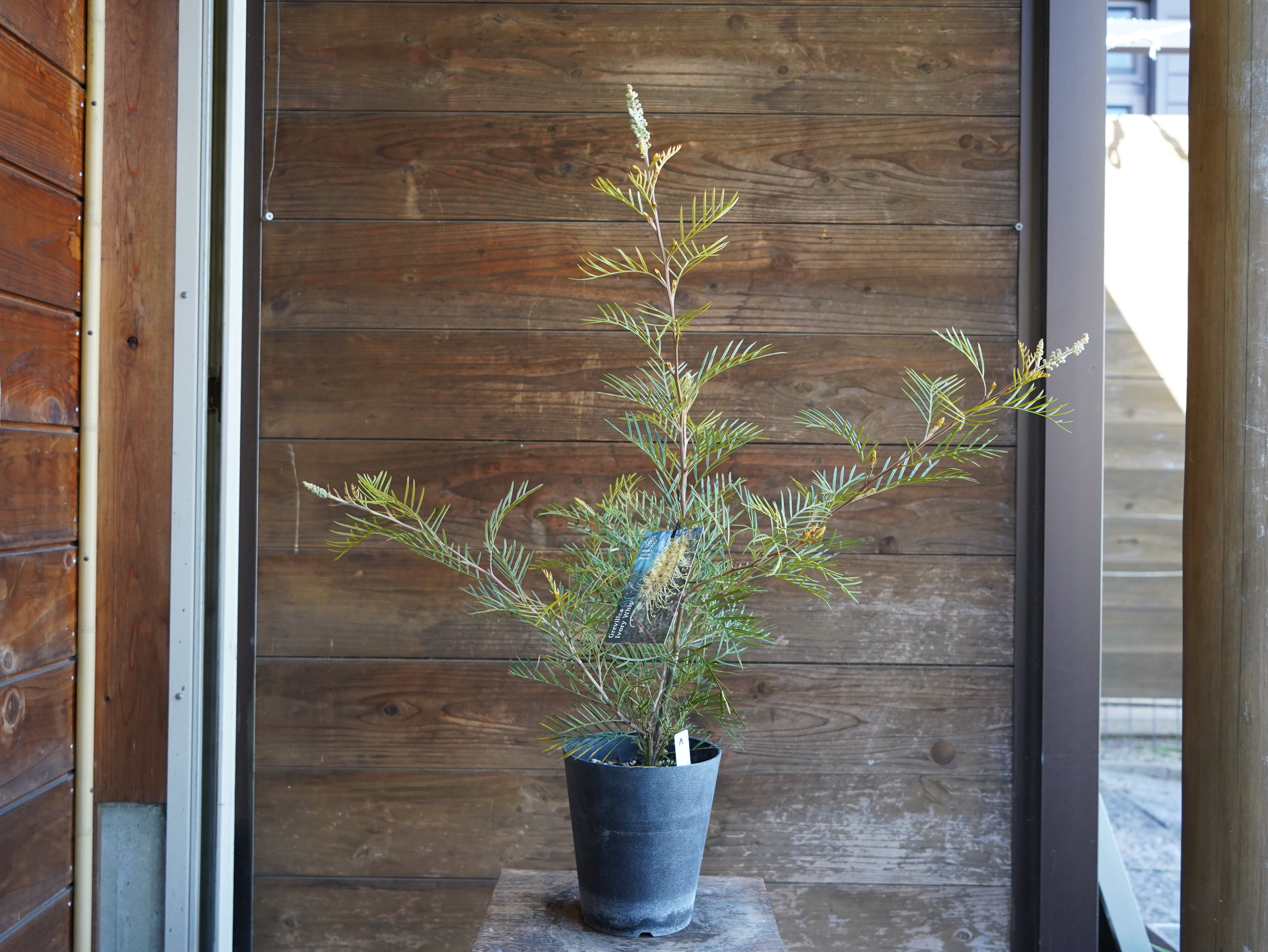 【現物】グレビレア　”アイボリーホイップ”　A