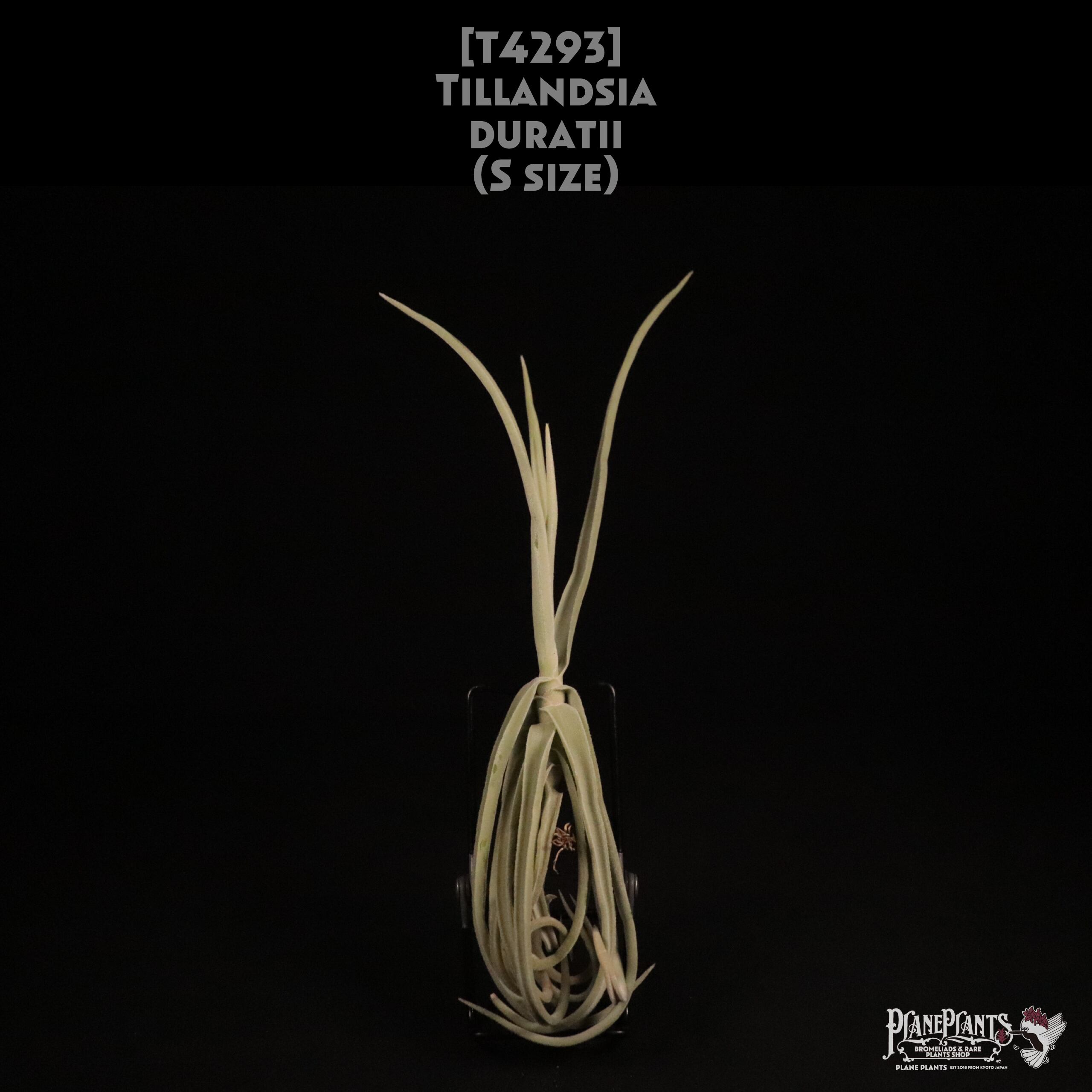 【送料無料】duratii S〔エアプランツ〕現品発送T4293