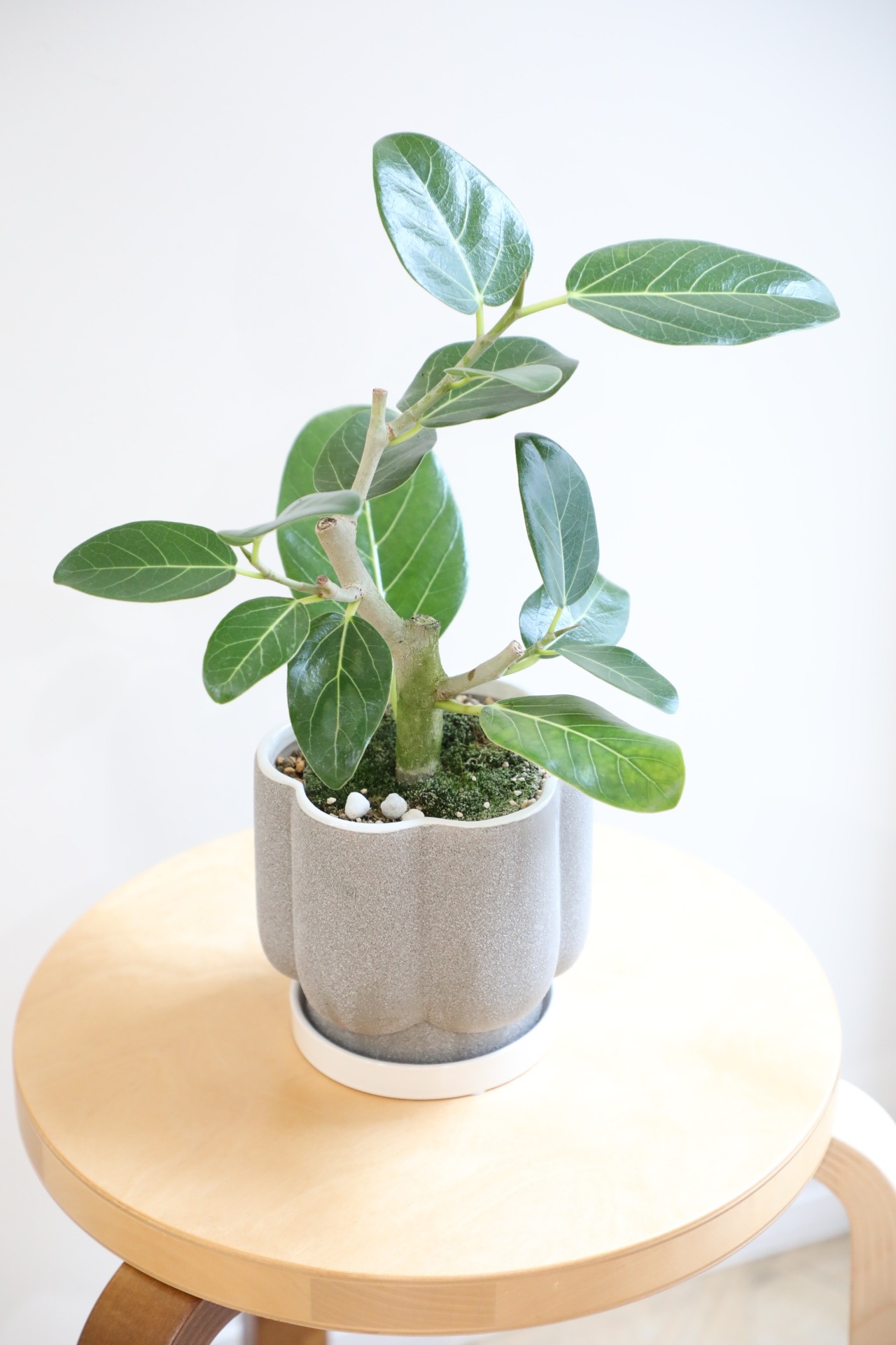 【S】フィカス ベンガレンシス/Ficus