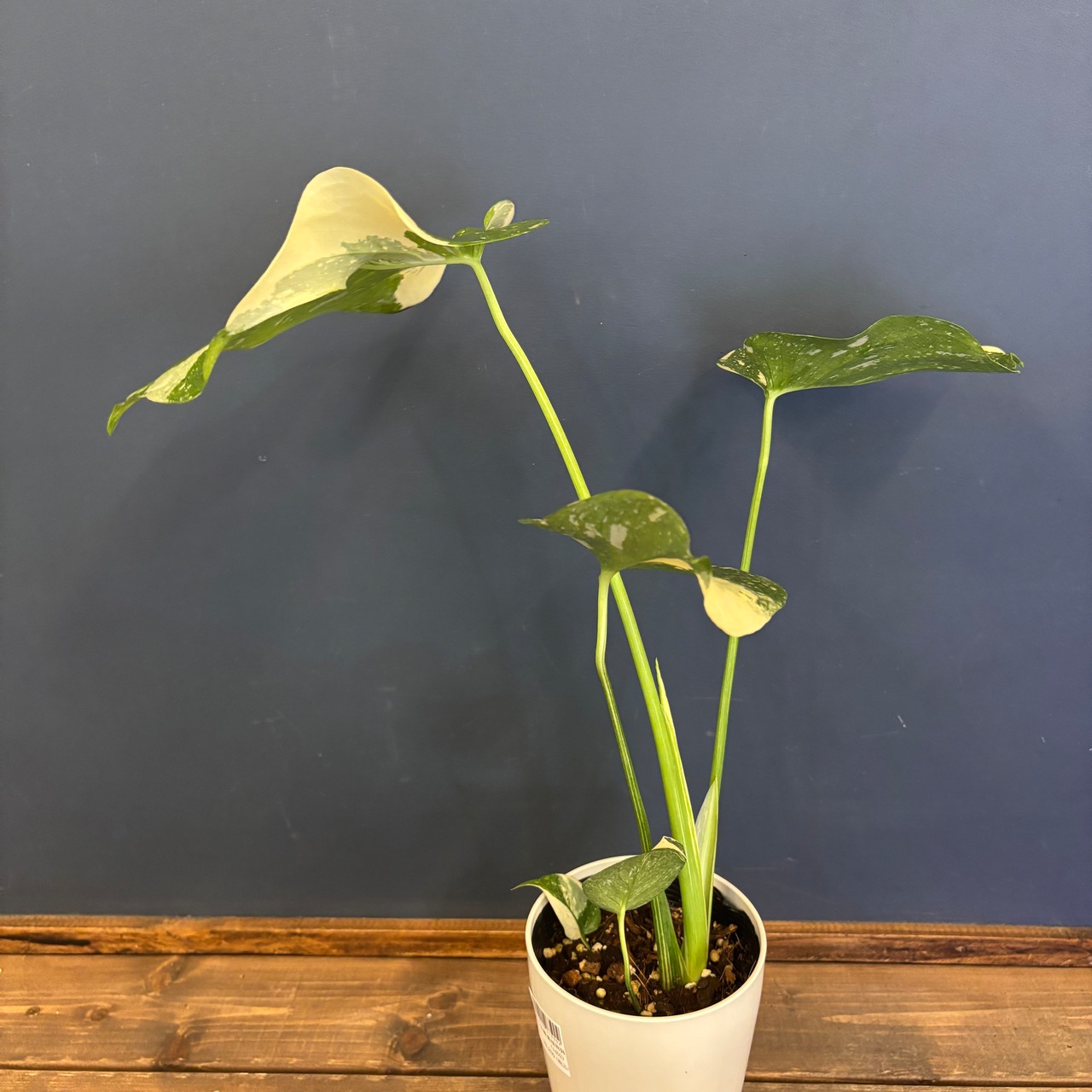 モンステラ タイコンステレーション【800】