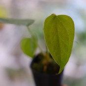 【希少】Anthurium Queen of Heart / アンスリウム クイーン オブ ハート⑪ / 観葉植物<育て方・花言葉>