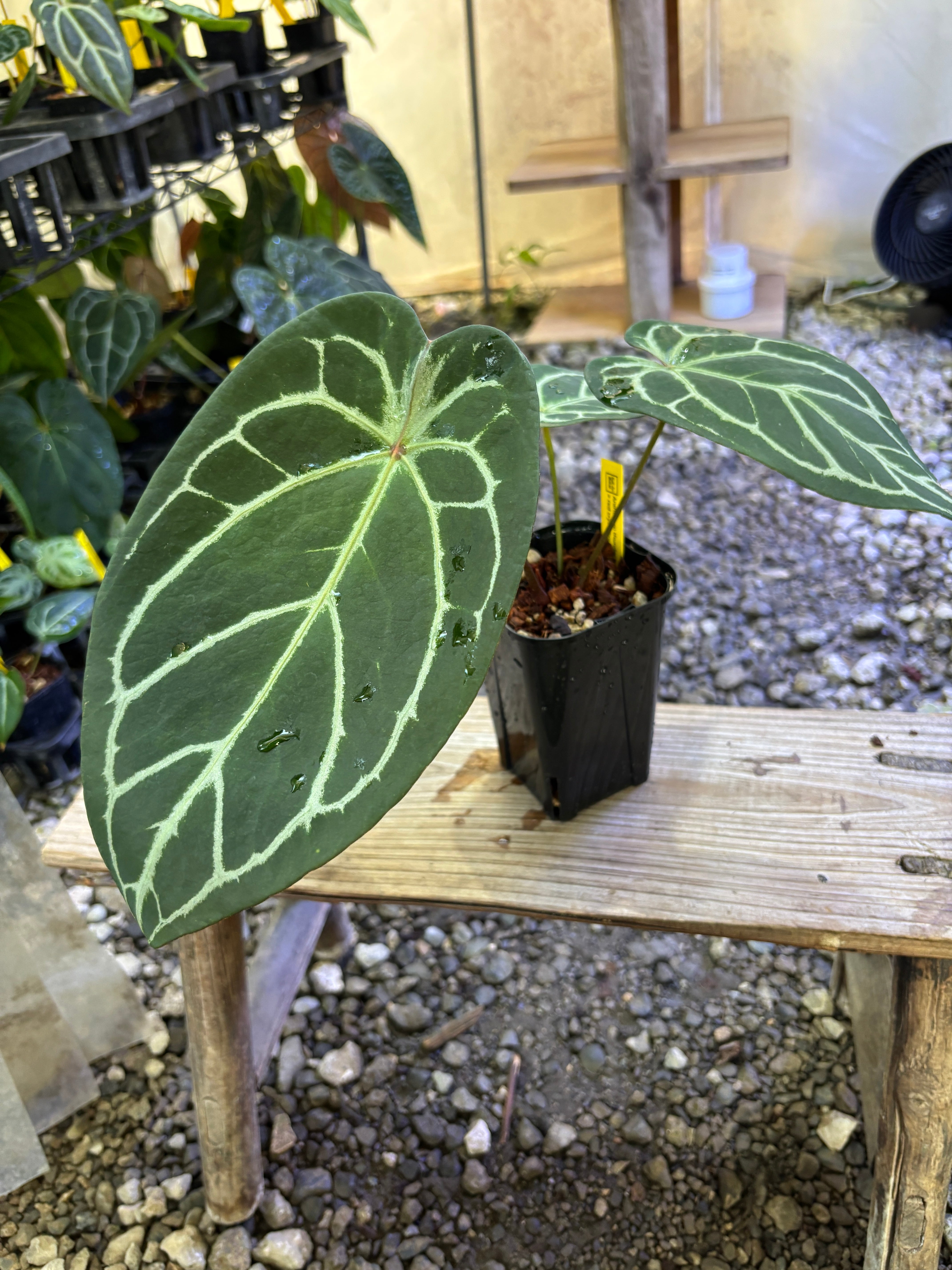 Anthurium | BA PLants