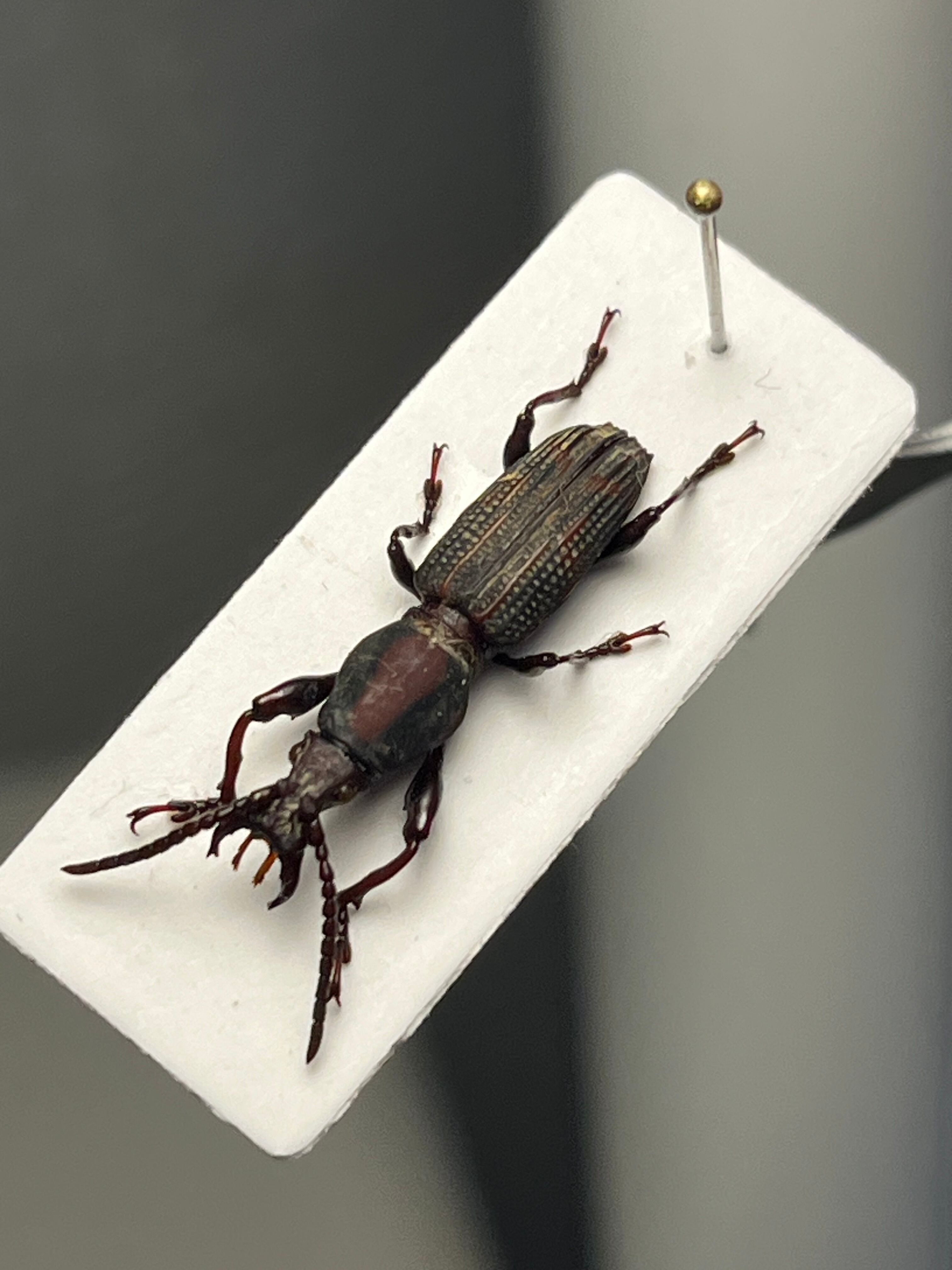 18mm】大顎の発達したミツギリゾウムシの一種 標本ゴミムシダマシ