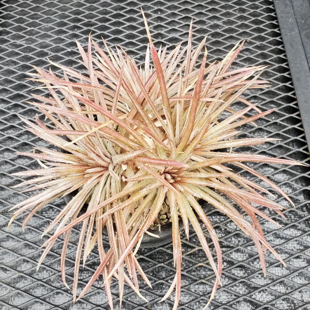 Dyckia（ディッキア） | レアプランツ通販サイトPlants Maniax