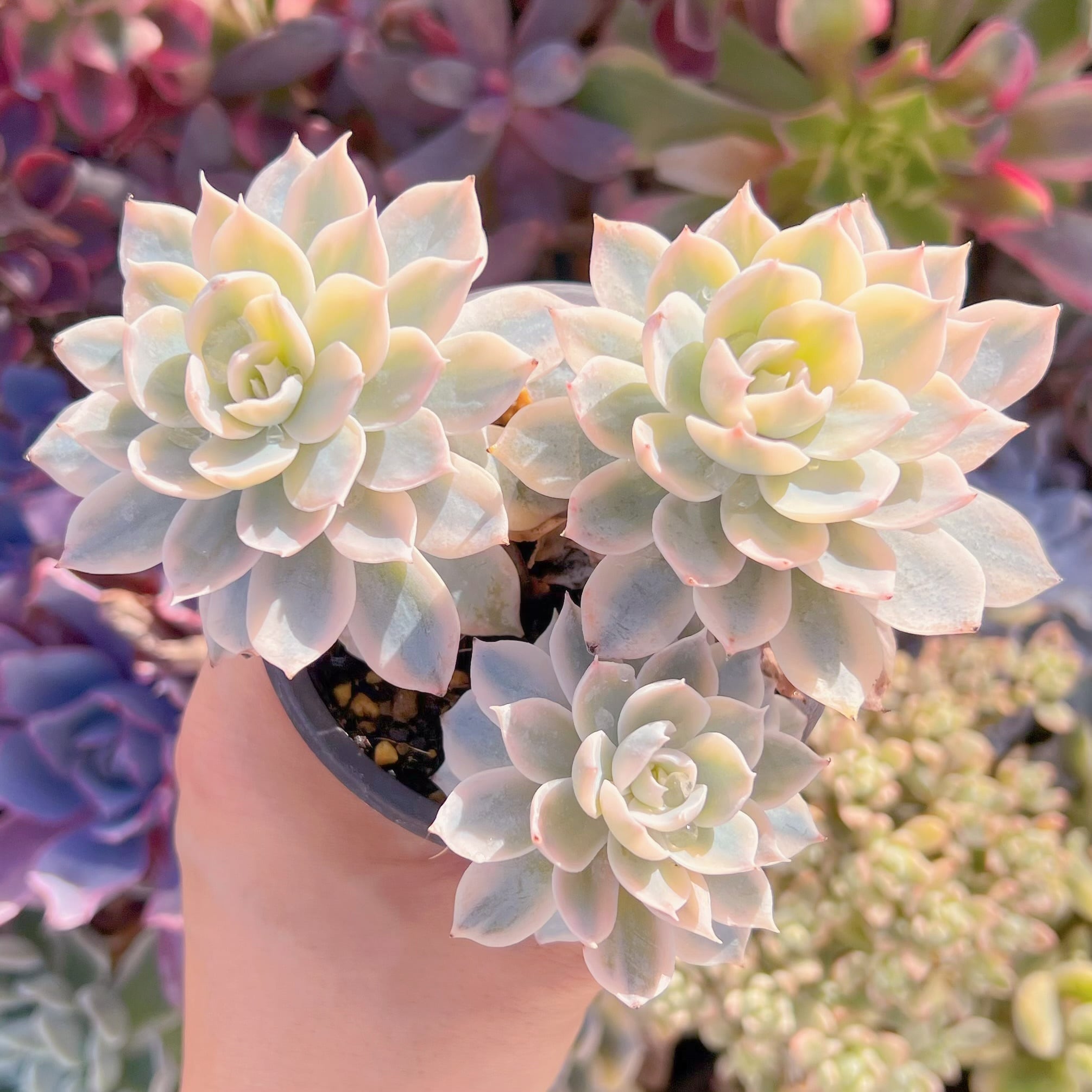 現品　サブセリス錦#686   群生　るる農園