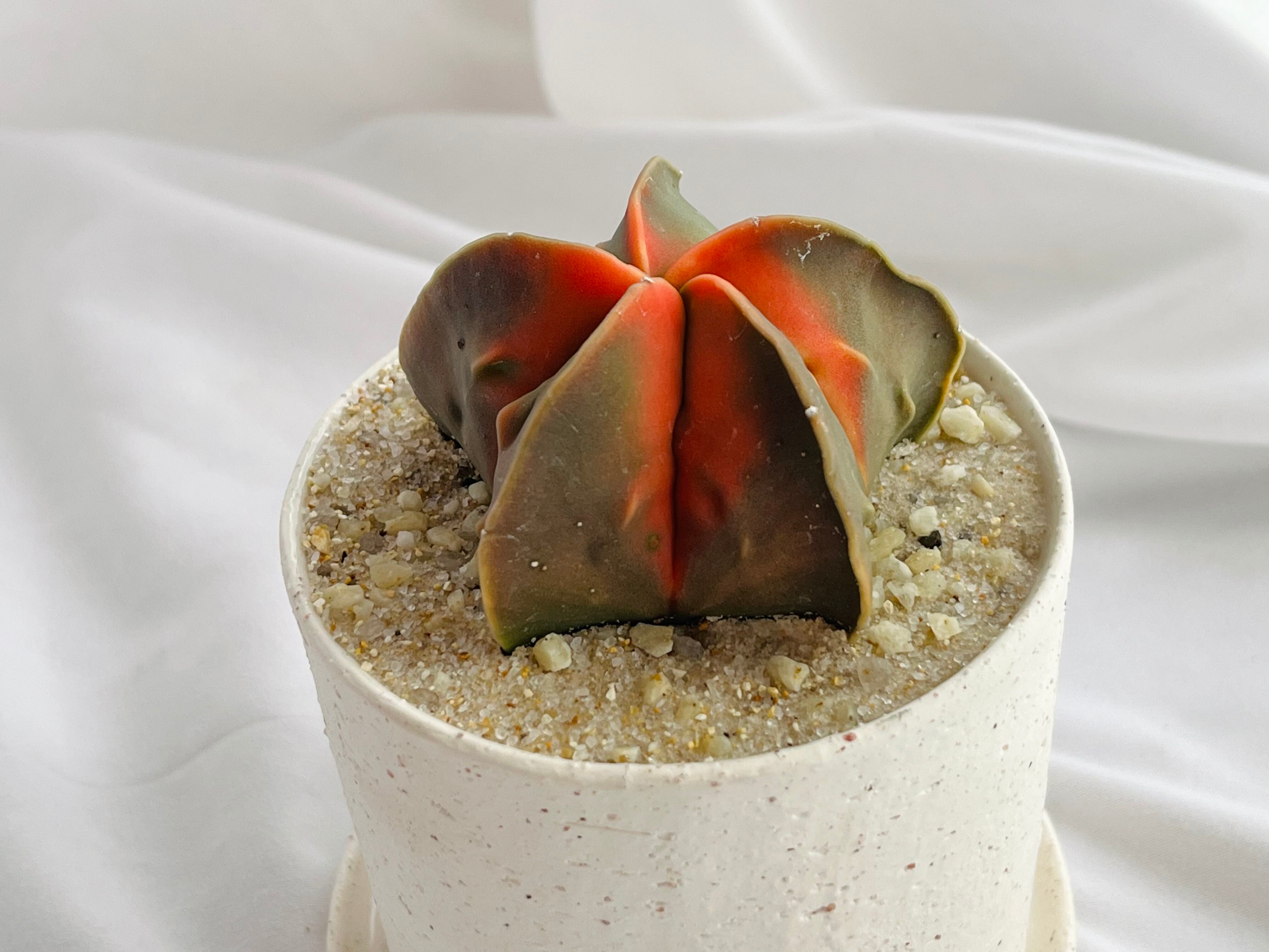 Astrophytum myriostigma アストロフィツム 紅葉ヘキラン 紅葉碧瑠璃