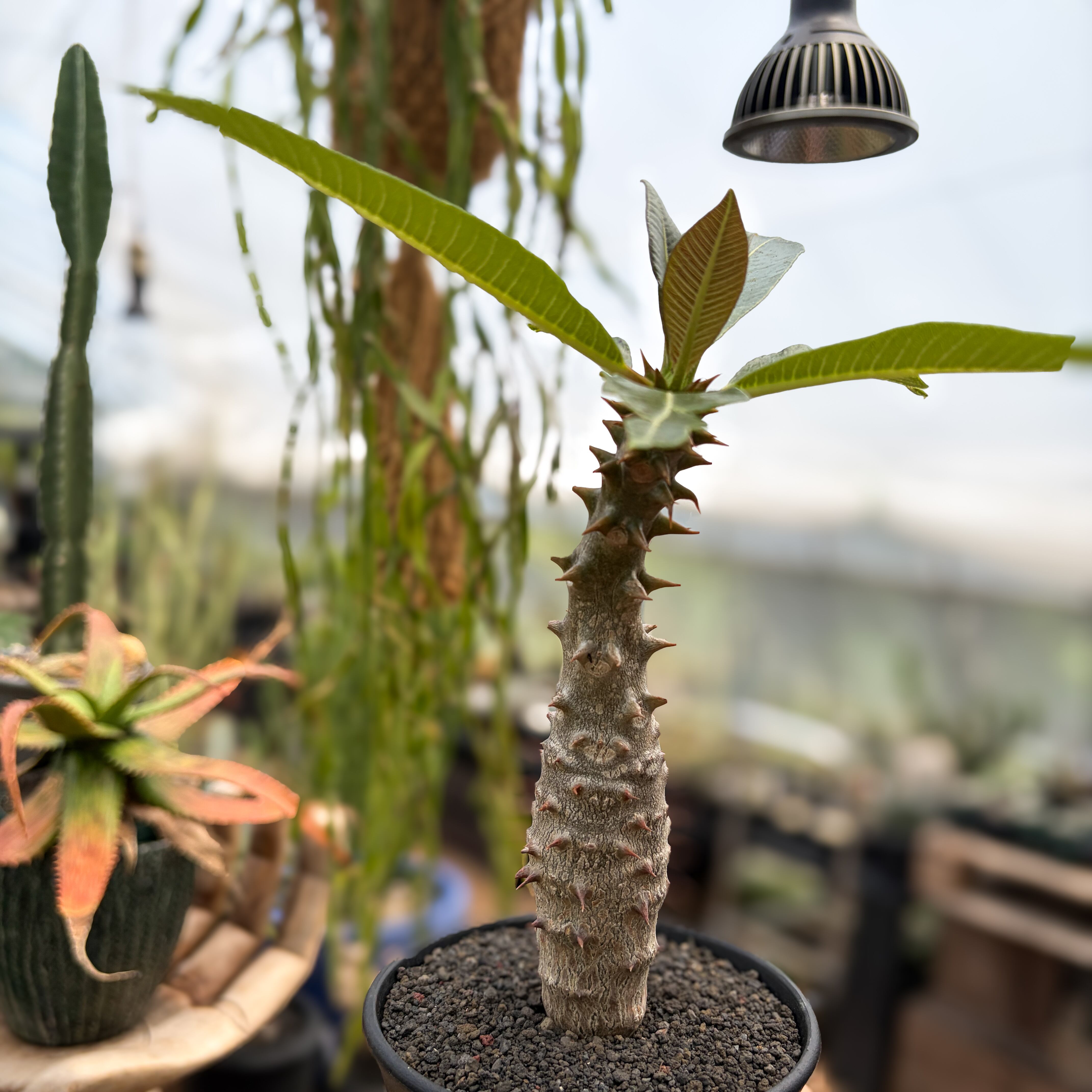 Pachypodium baronii【パキポディウム・バロニー・実生】 | RIMO'S