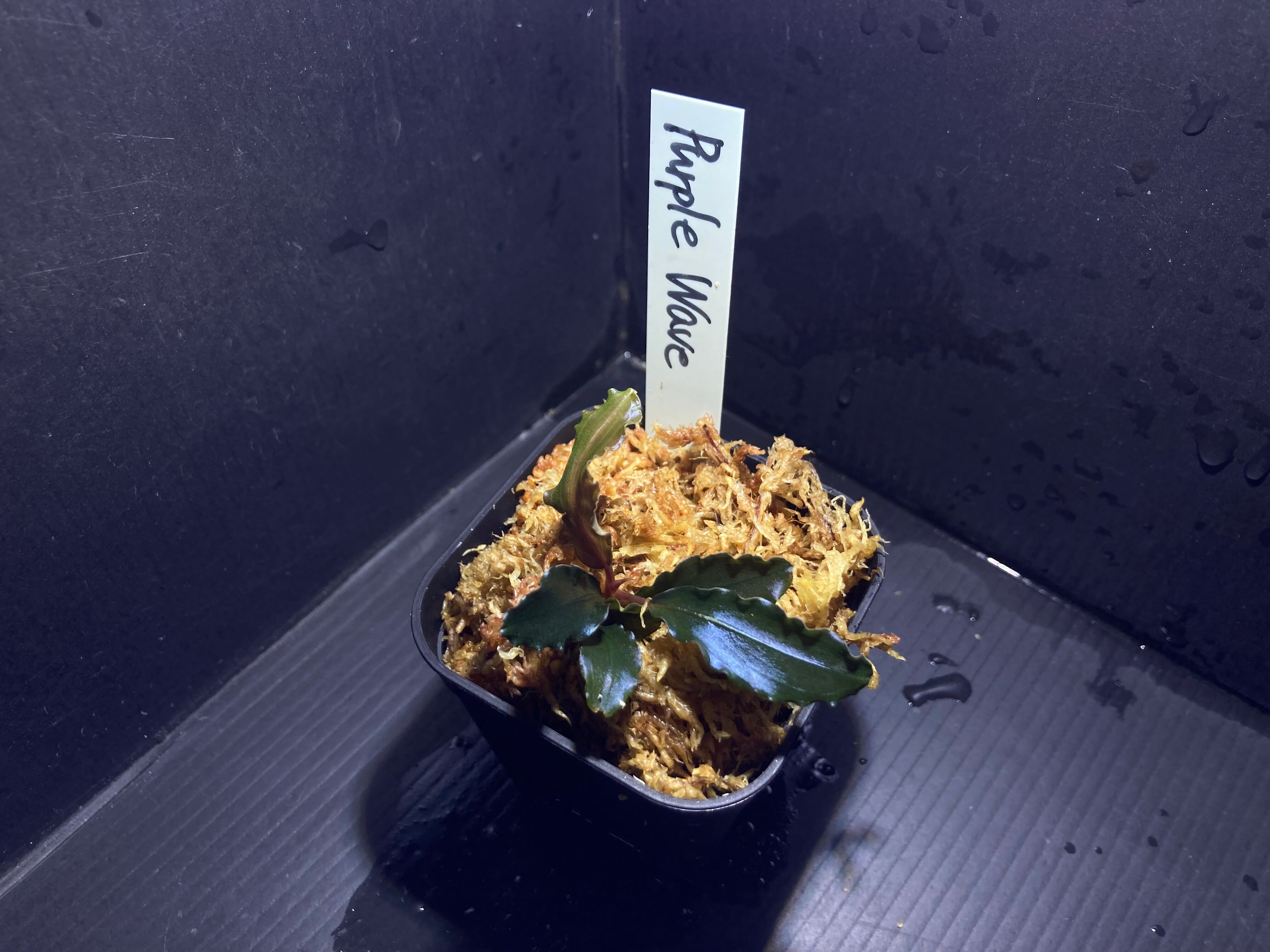 ブセファランドラ | AquaFocus