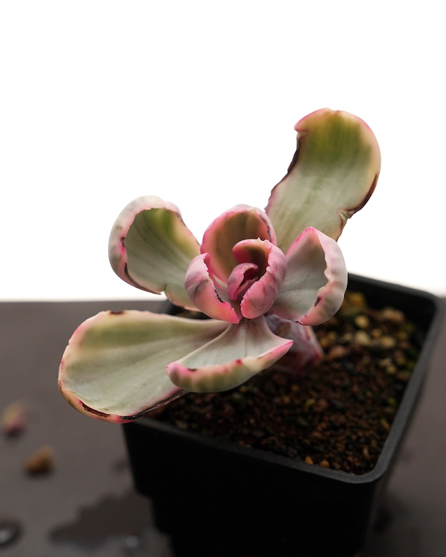 抜き苗 ブルーローズ錦 Echeveria 'Blue Rose Variegated'