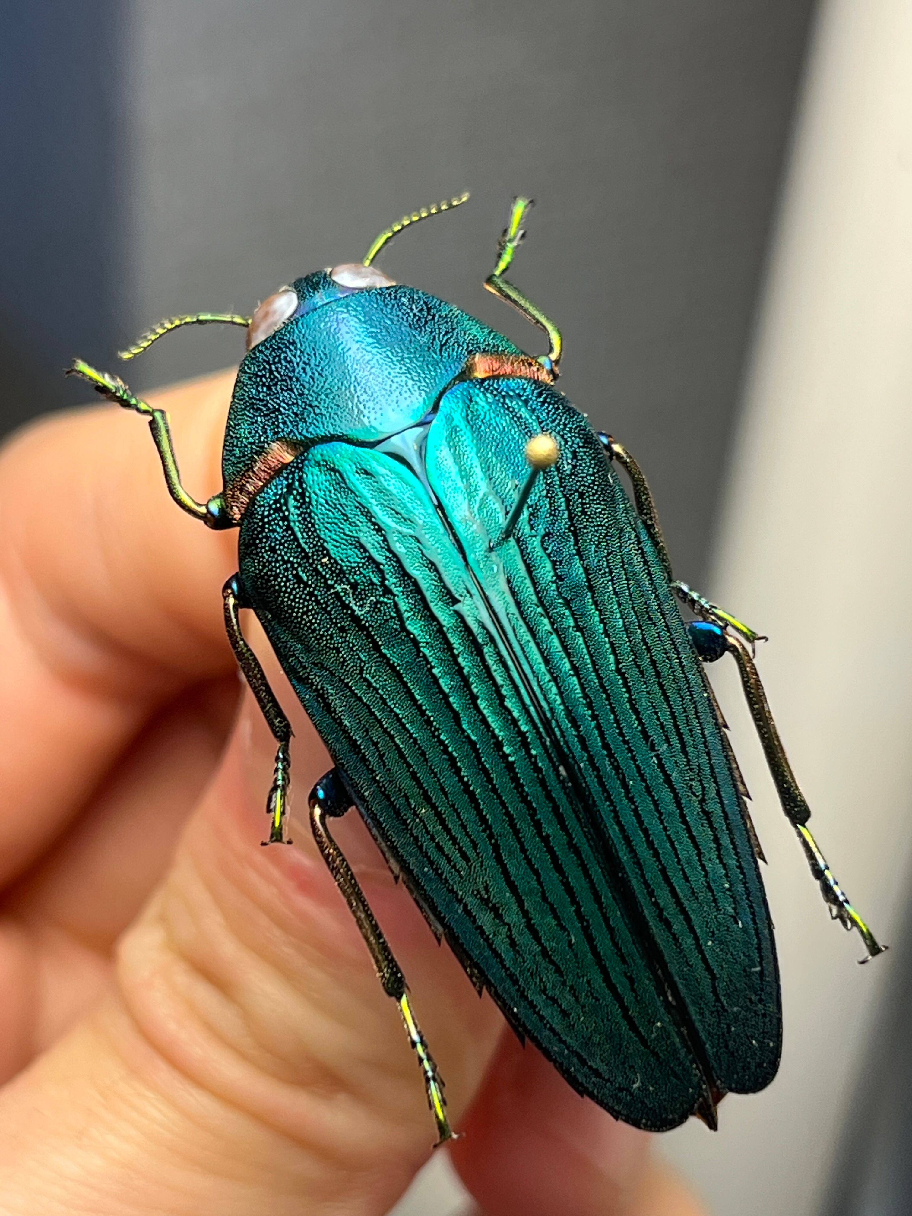 25mm】アカモンアラメムカシタマムシ ロエイ アラモンアラメムカシ