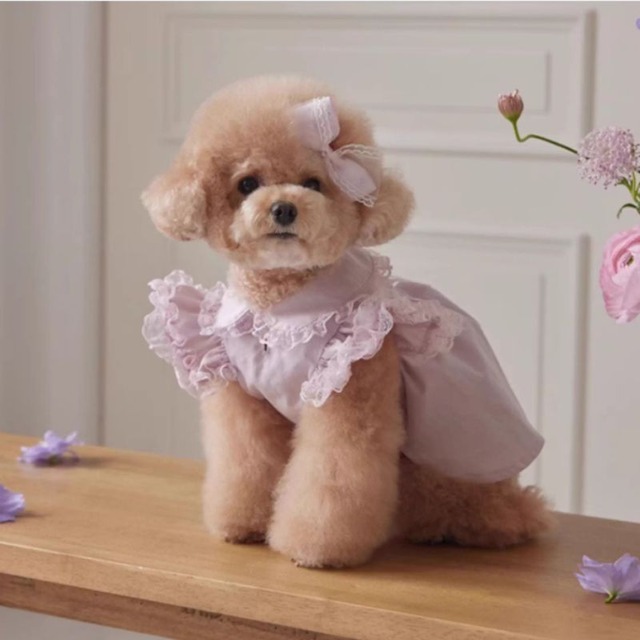 【予約】レースフリルスリーブのワンピース　犬服　00766