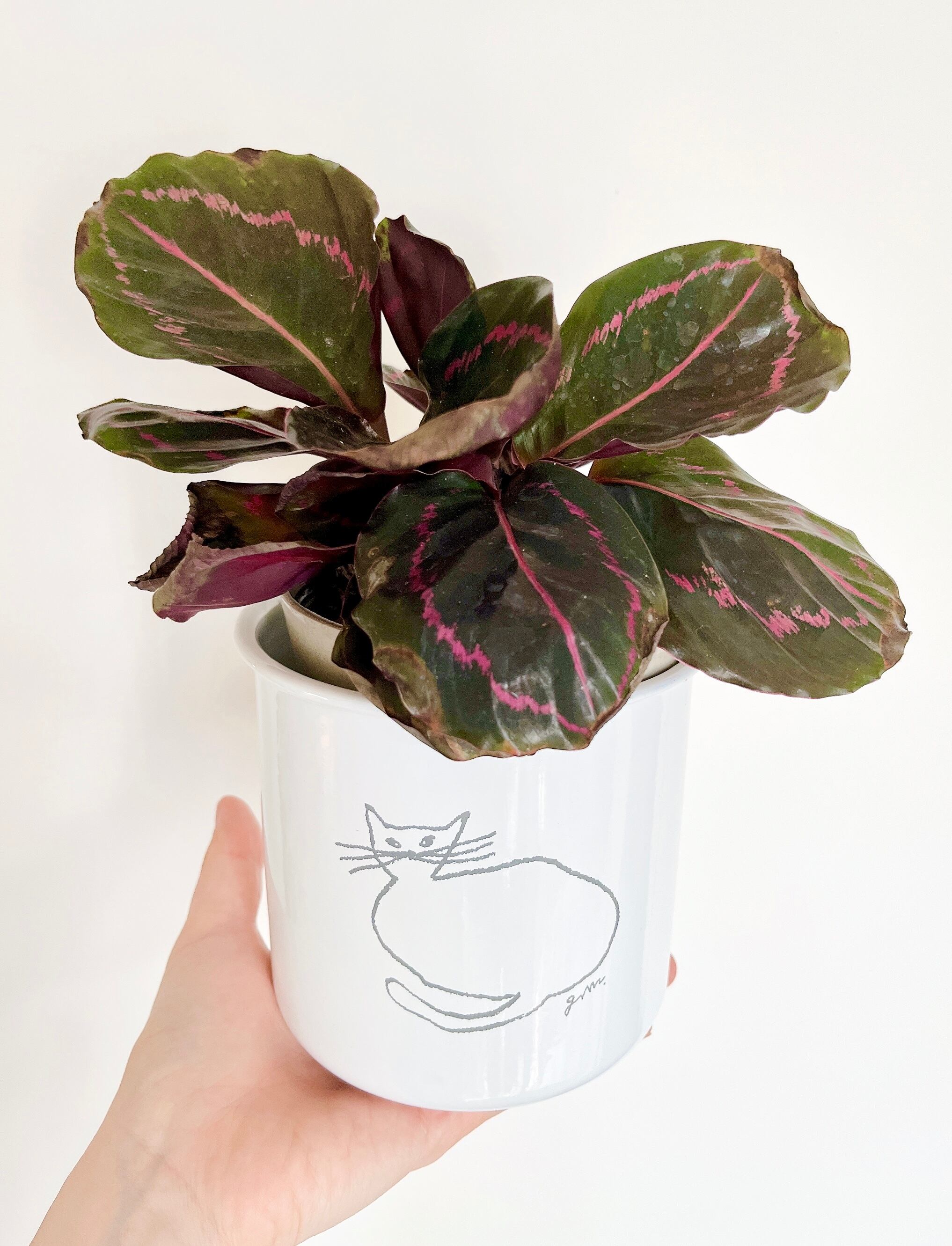 現品発送 カラテア ドッティ 希少 デザインキャニスター 鉢カバー付き Calmcafe