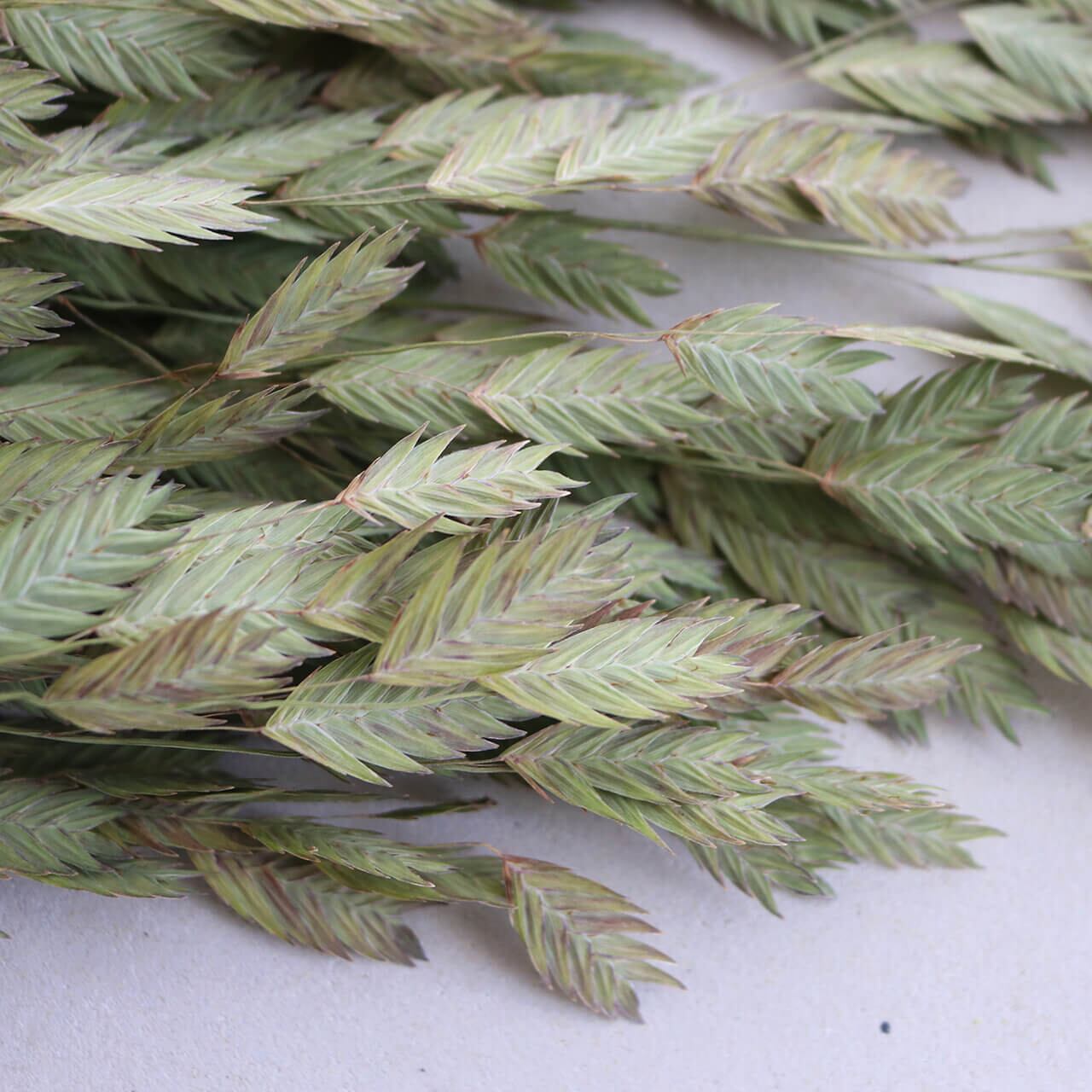 ドライフラワーアンティークグリーンオーダーチップ ドライフラワーアンティークグリーンオーダーチップ