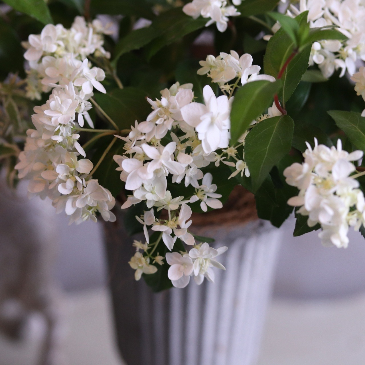 モンディマンシェ 寄せ植え　ヤマアジサイ花笠ロングカップ｜届いてすぐ飾れる完成品｜玄関インテリア｜母の日・新築・開店祝いギフト