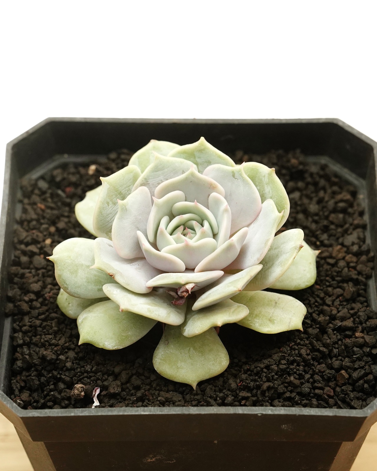 水耕管理苗 ルシラ Echeveria 'Lucila'