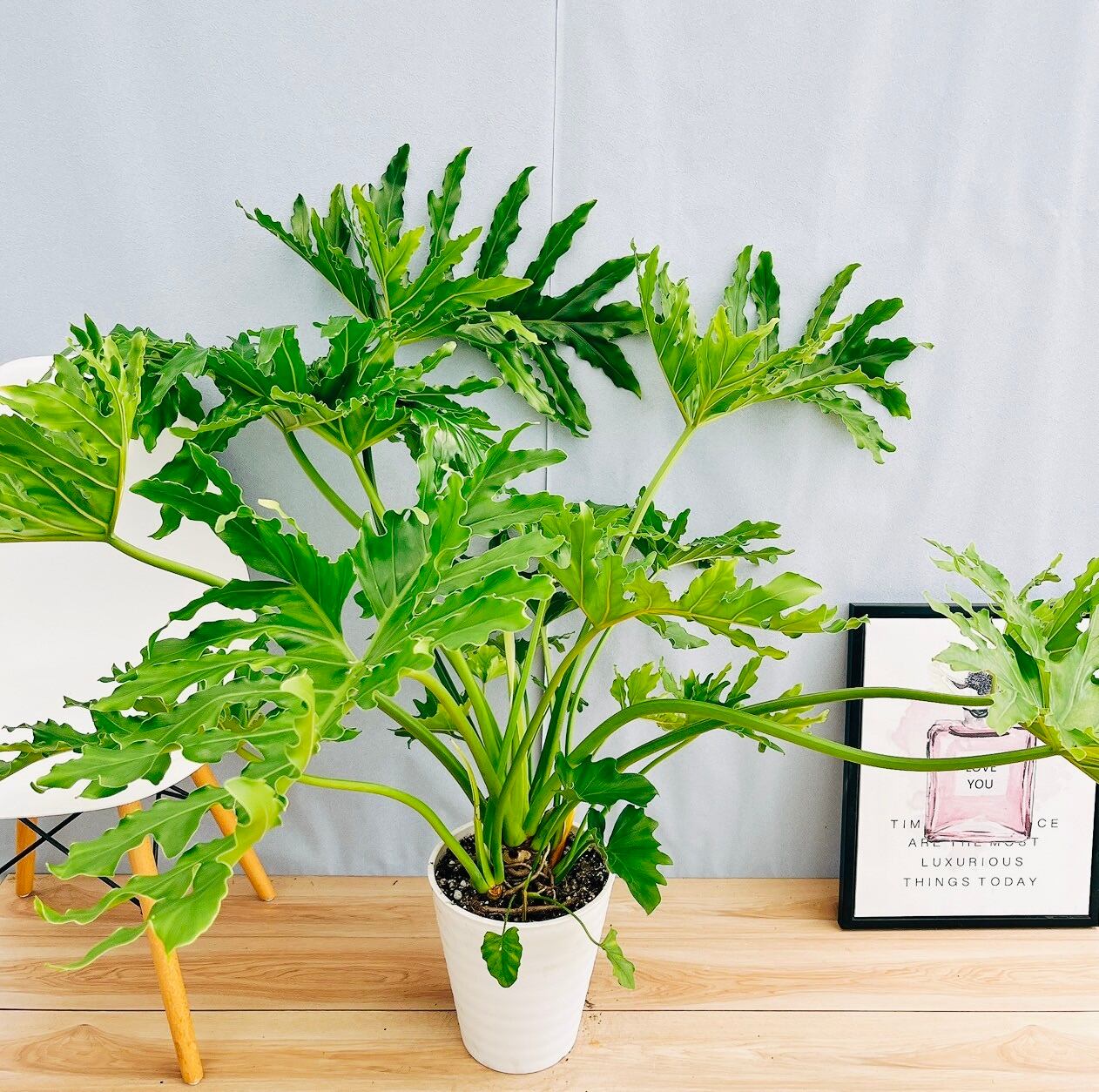 現品］13番 フィロデンドロン セローム ホープ 10号 観葉植物 室内