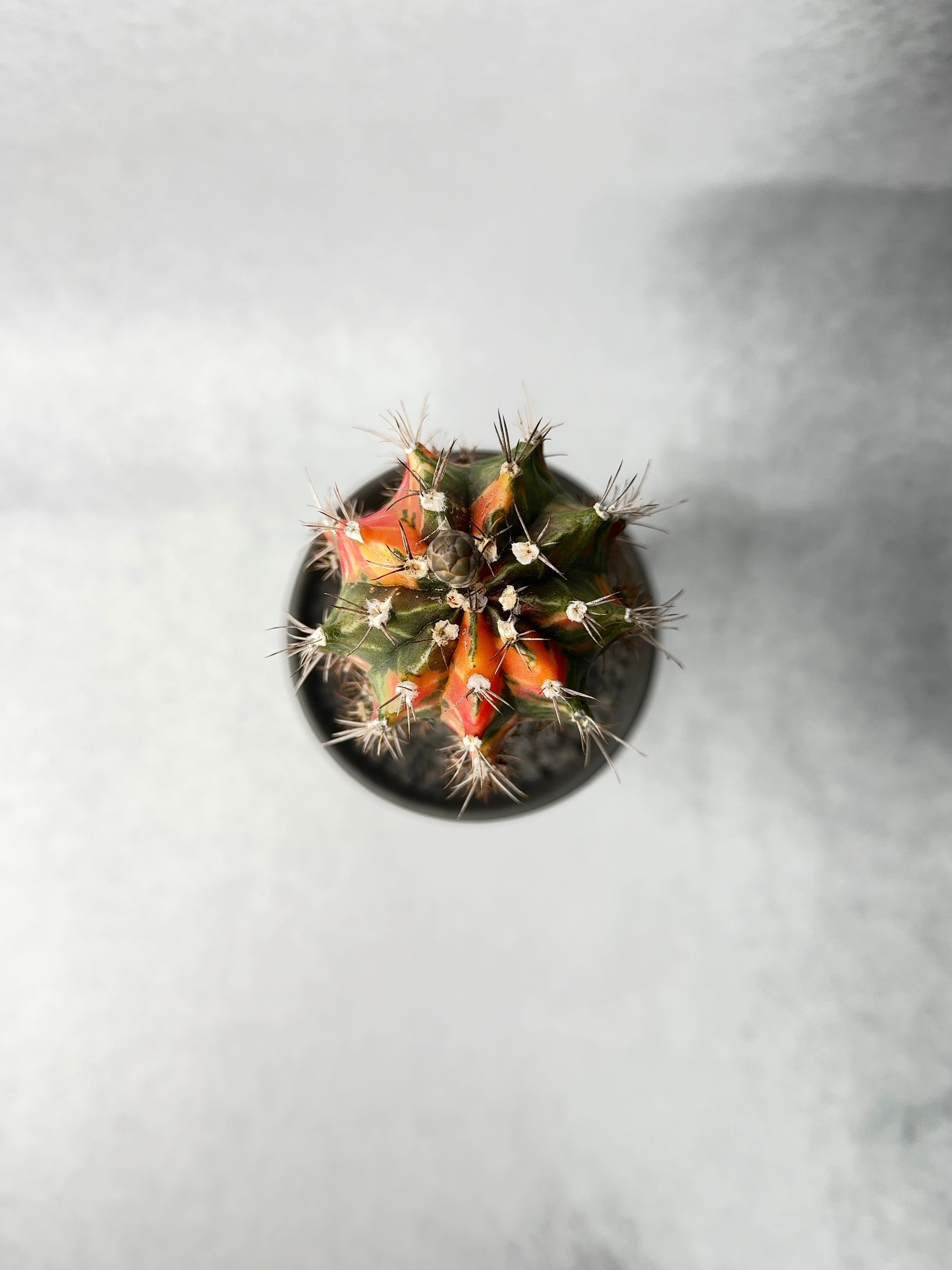 ギムノカリキウム 緋牡丹錦 × 中川智治 クレーターポット 鉢 ギムノカリキウム 緋牡丹錦 × 中川智治 クレーターポット 鉢