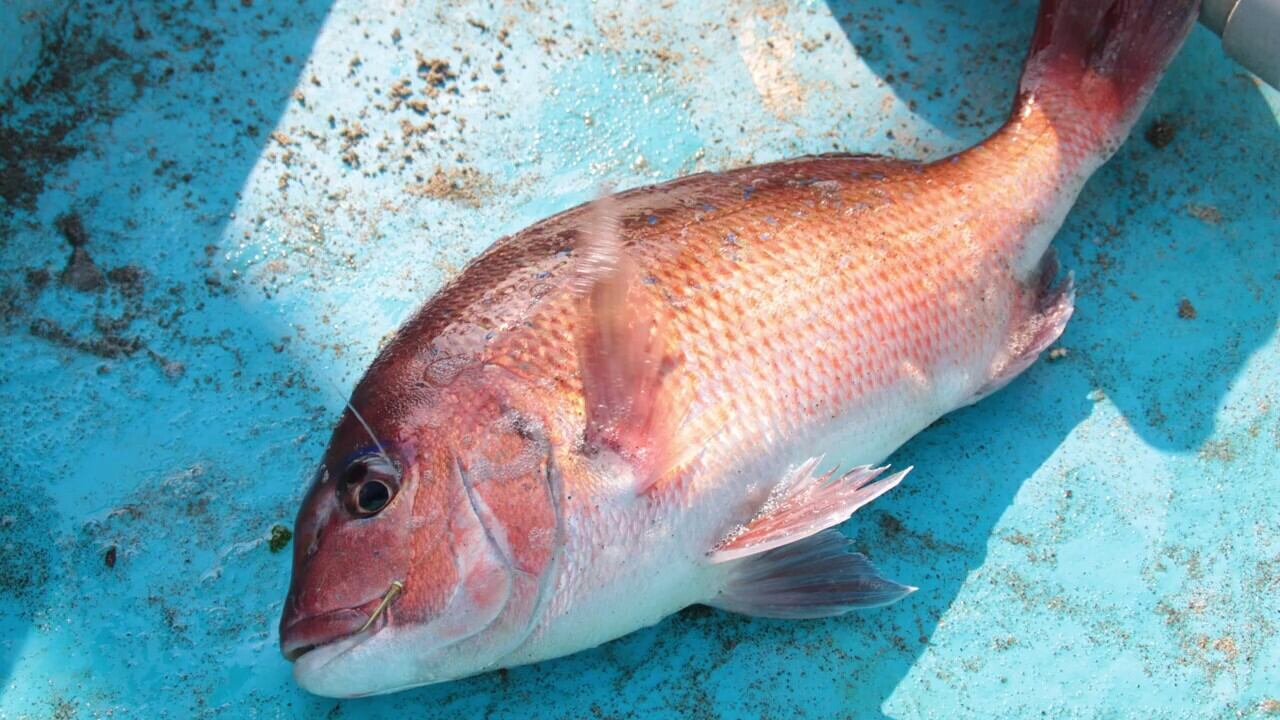 （鯛）○○ファクトリー 沖縄ロケ編 2024 マエタイ &amp; たいがおつくり 鯛）○○ファクトリー 沖縄ロケ編 2024 マエタイ & たいがお