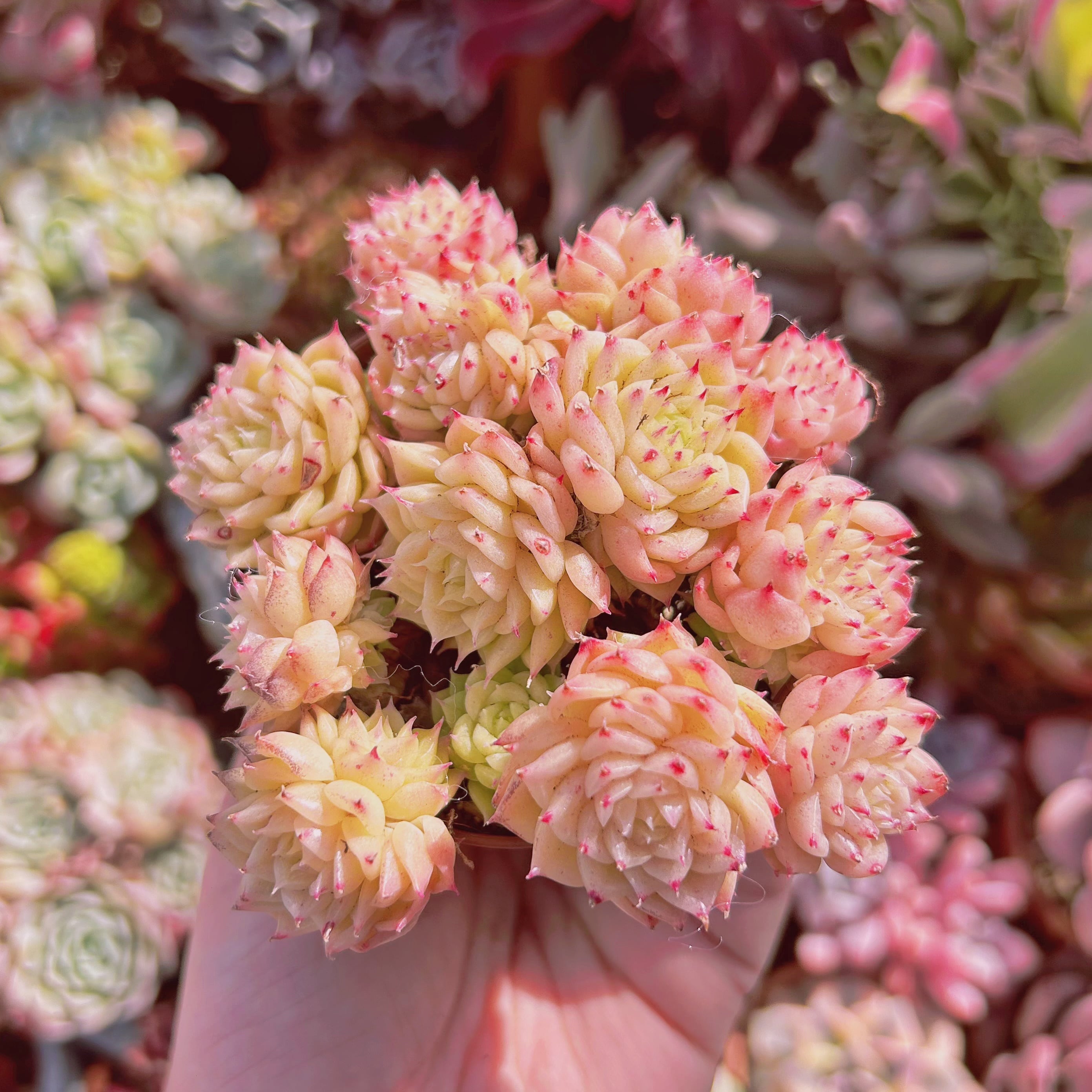 869現物 多肉植物 ミスティ 小傷あり | るる農園~多肉植物専門