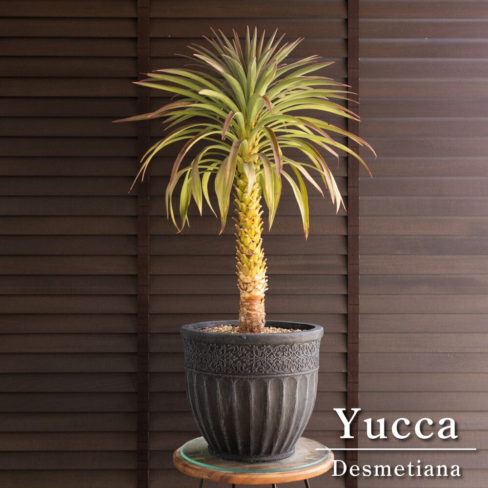 ユッカ デスメティアーナ Yucca Desmetiana 8号 陶器鉢 ヤシ 0207NV