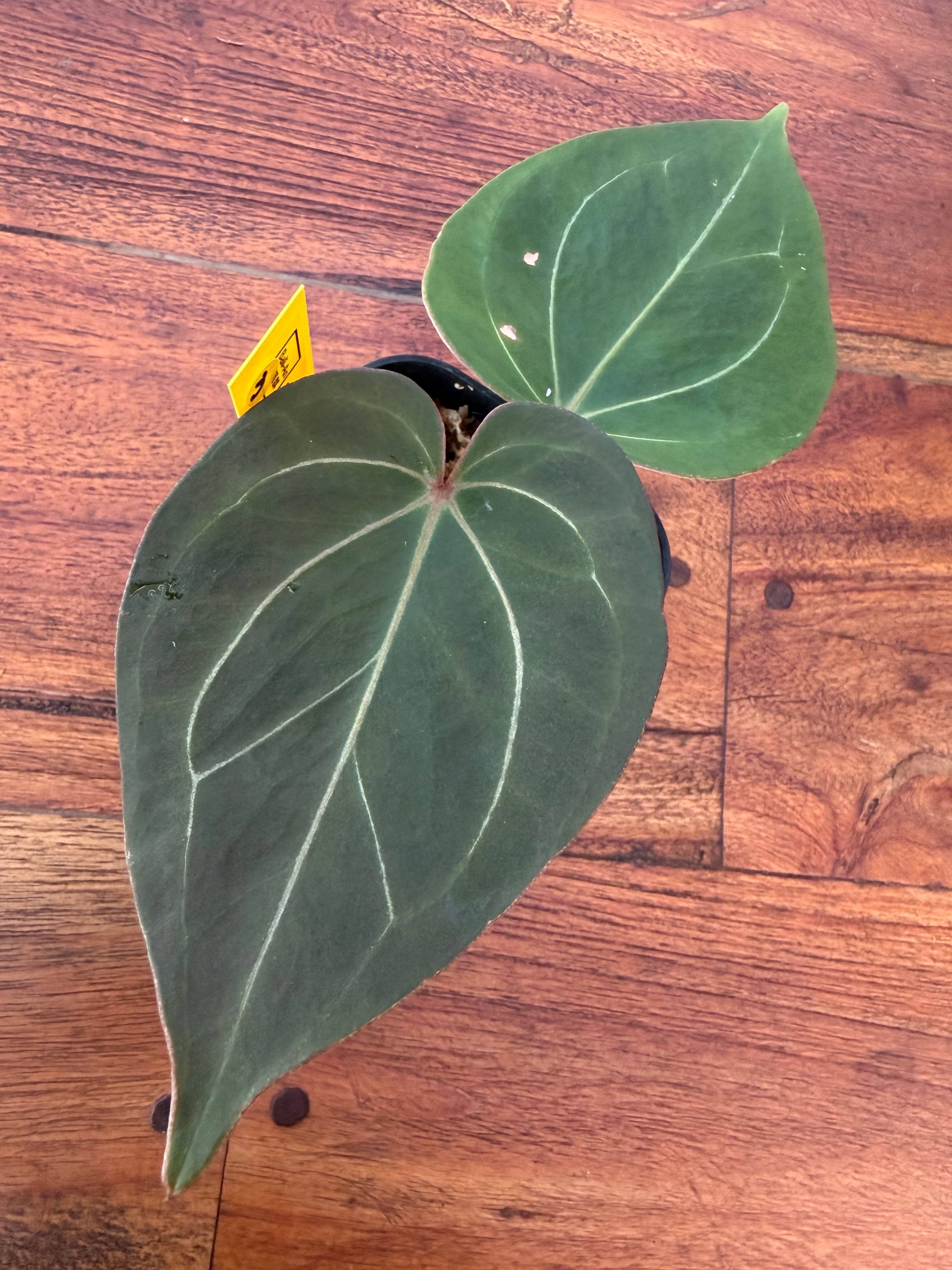 Anthurium | BALI-AN 園芸