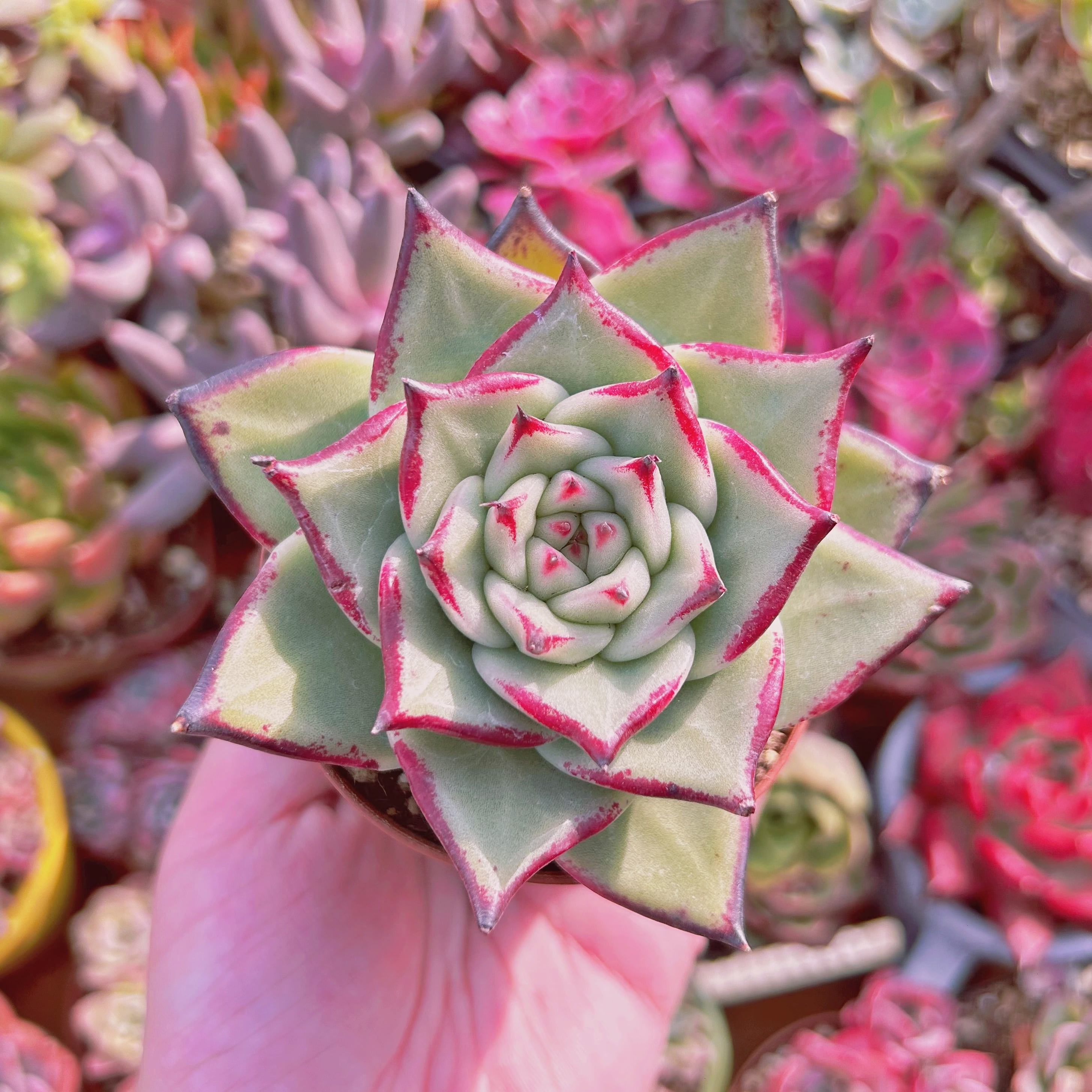 多肉植物  Echeveria  優選エボニー　大苗
