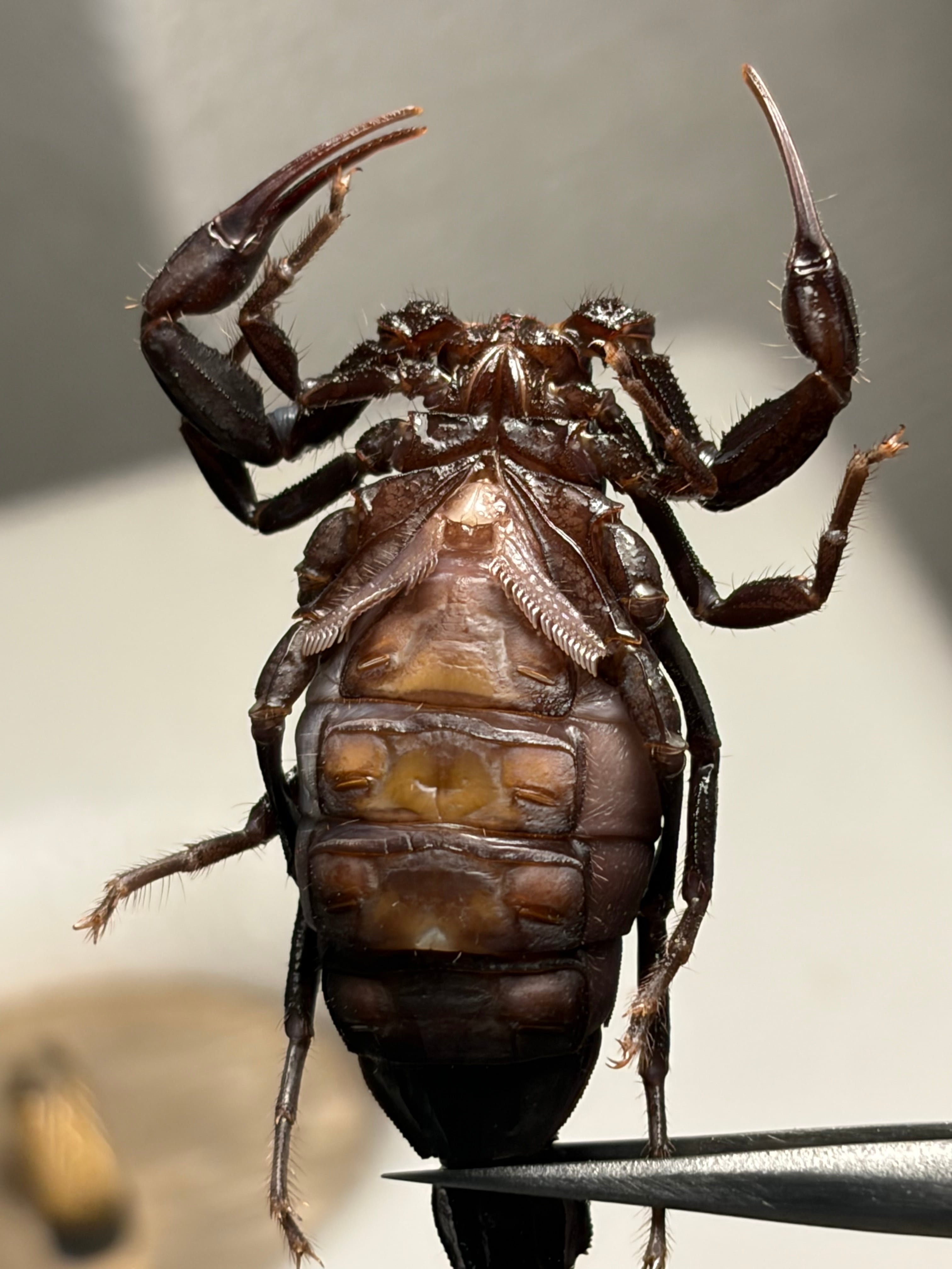 黒いオブトサソリの中でも大型かつマッドな質感のモロッコファット
