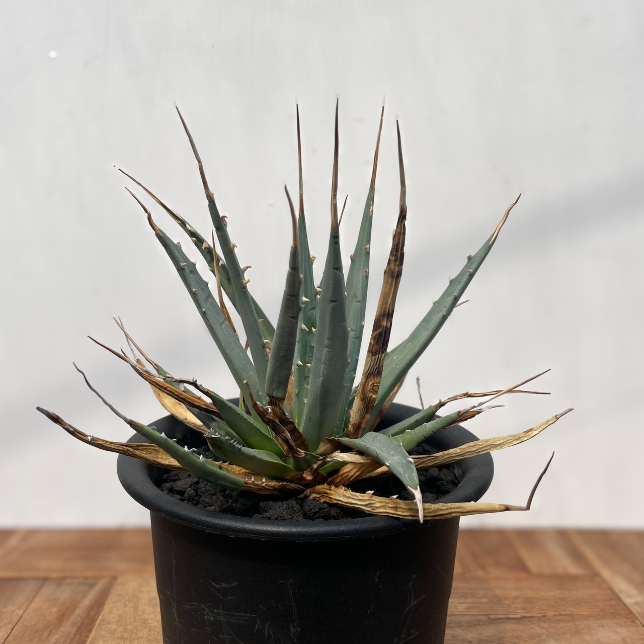 Agave utahensis var. eborispina 【アガベ・ユタエンシス・エボリスピナ】