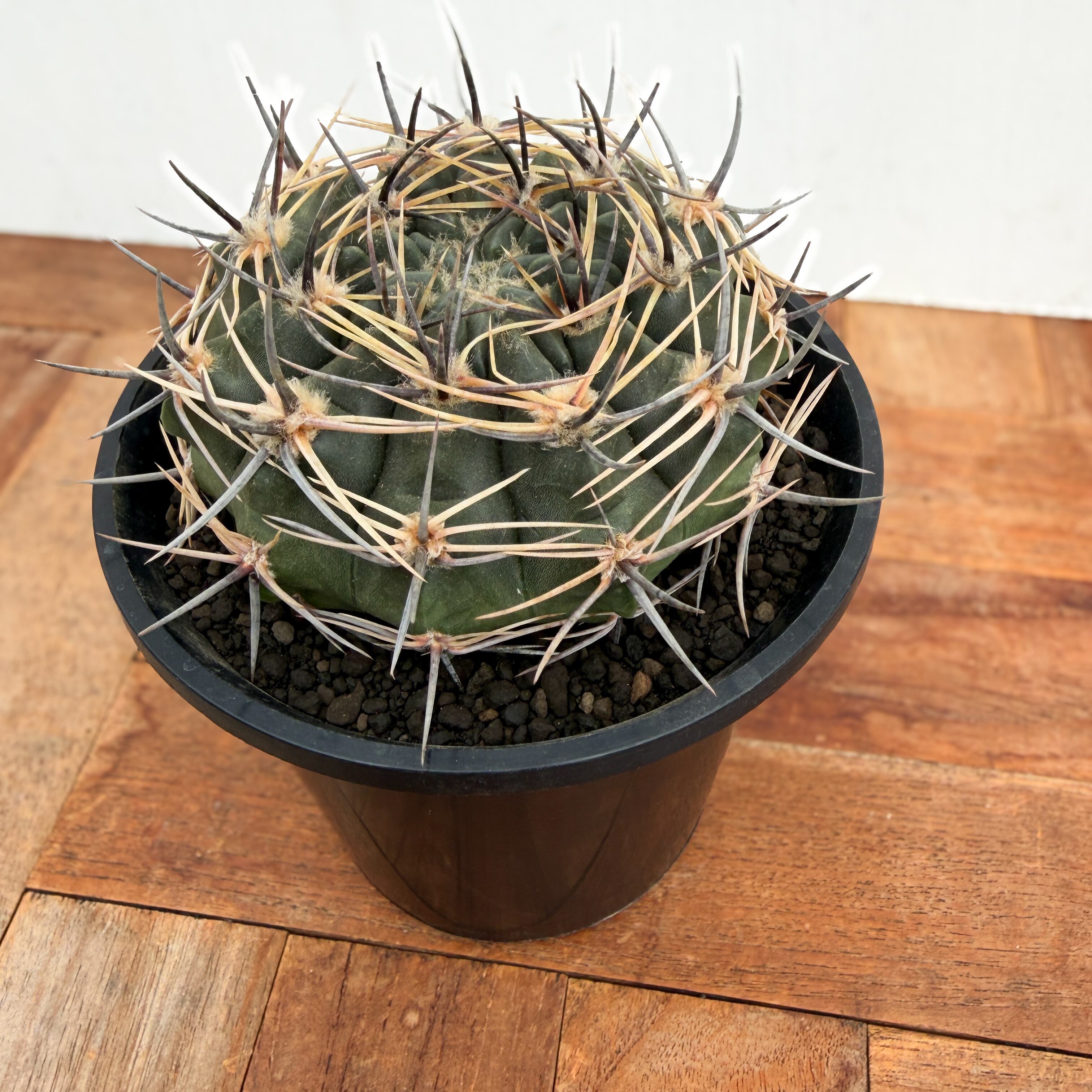 Gymnocalycium bicolor【ギムノカリキウム・ビカラー】 | RIMO'S GREEN