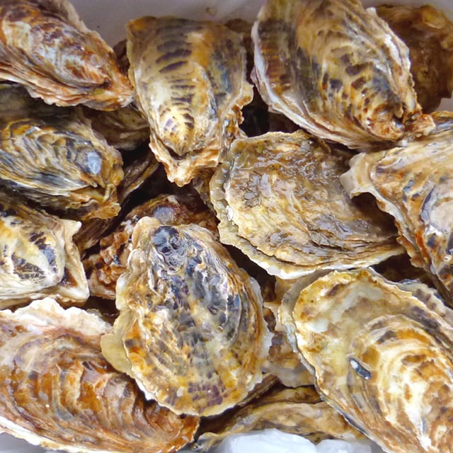 北海道厚岸産　カキえもん　20個入り　殻付き生牡蠣　LLサイズ　KitaKara
